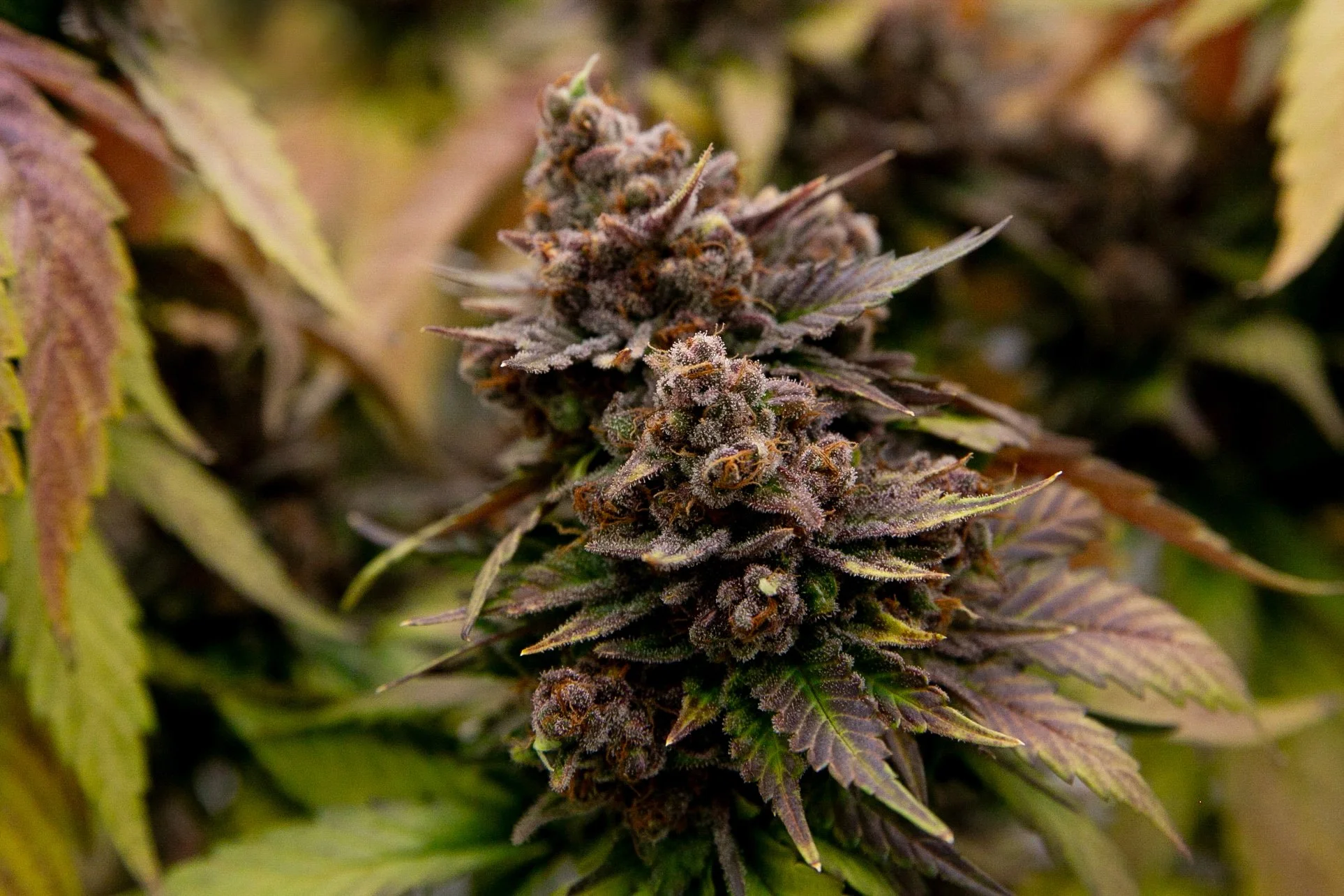 Fine-Art-Cannabis-Photography-Julie-Mikos-West-Michigan-69.jpg