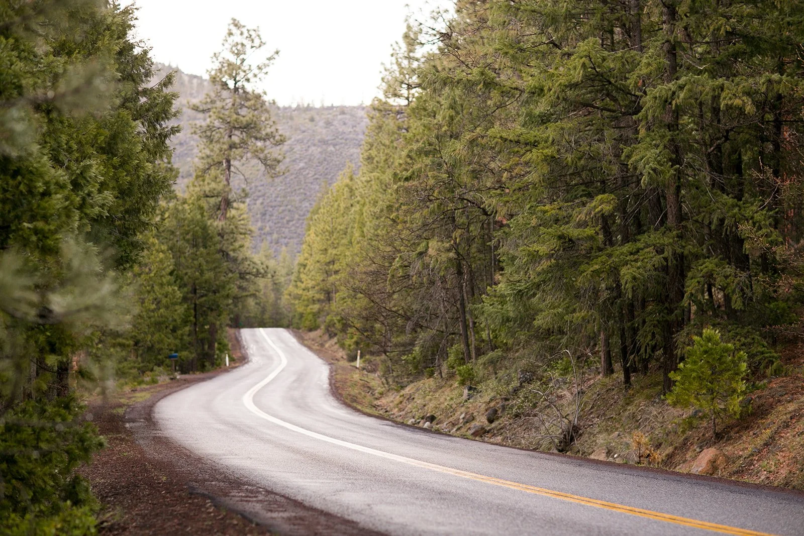 Winding mountain road through dense evergreen forest.