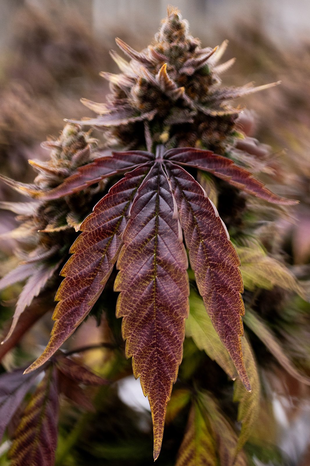 Fine-Art-Cannabis-Photography-Julie-Mikos-West-Michigan-78.jpg
