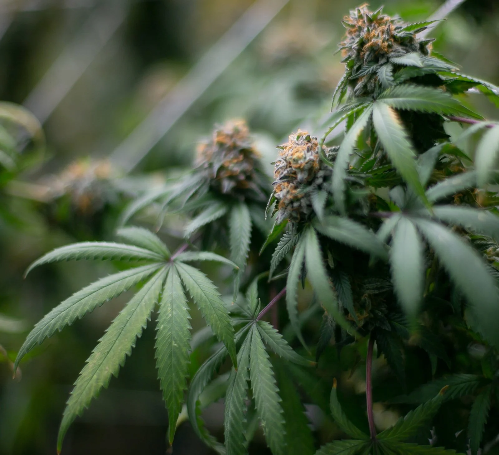 Midwest-Cannabis-Photography-Julie-Mikos-Michigan-33.jpg