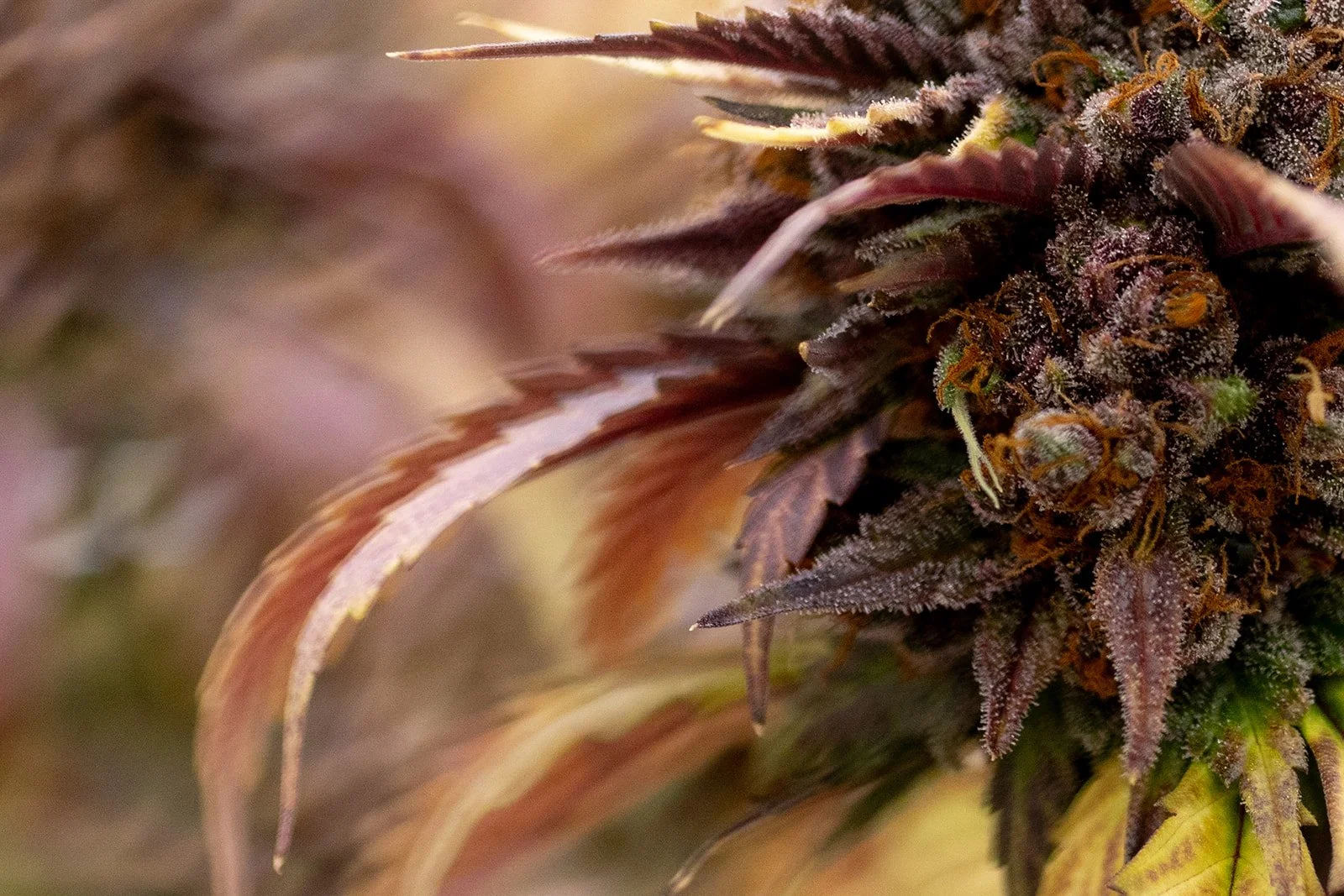 Fine-Art-Cannabis-Photography-Julie-Mikos-West-Michigan-82.jpg