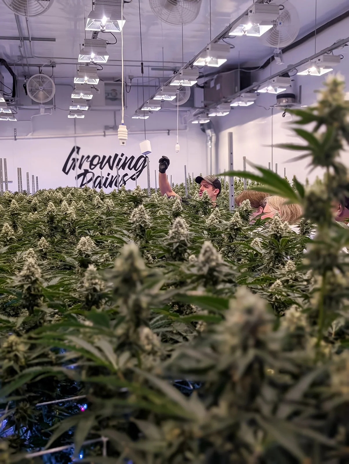 People working in a large indoor cannabis farm with flowering plants under grow lights, in a facility labeled 'Growing Dairies'.