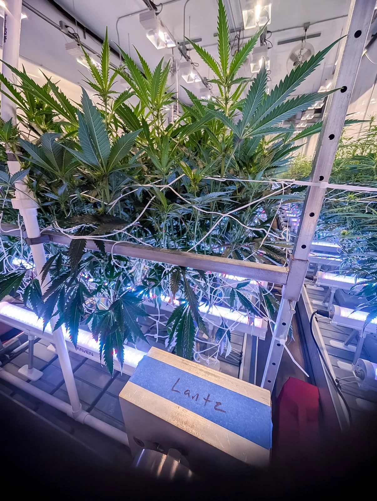 Michigan-Cannabis-Grow-Tour-Photographer-Julie-Mikos-Growing-Pains-Brand-38.jpg