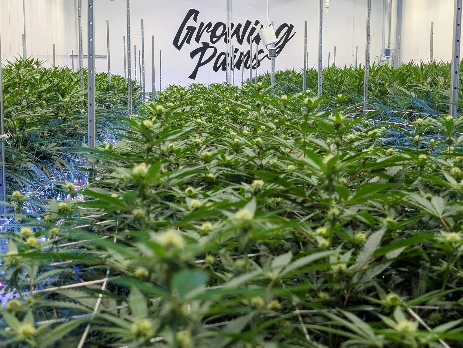 Michigan-Cannabis-Grow-Tour-Photographer-Julie-Mikos-Growing-Pains-Brand-35.jpg