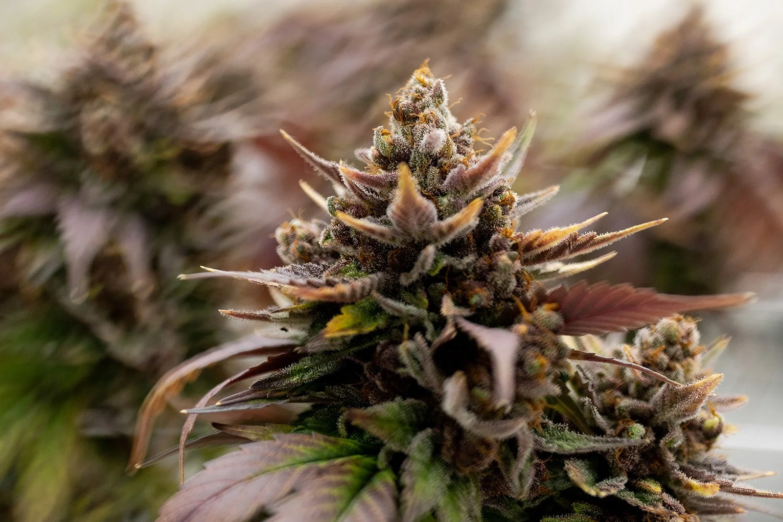 Fine-Art-Cannabis-Photography-Julie-Mikos-West-Michigan-53.jpg