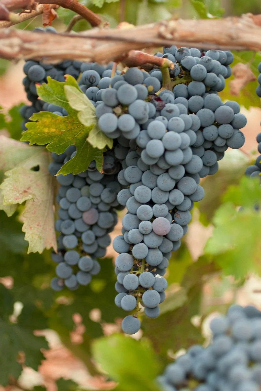 West-Michigan-Winery-Event-Photographer-Julie-Mikos-Tasting-Event-18.jpg