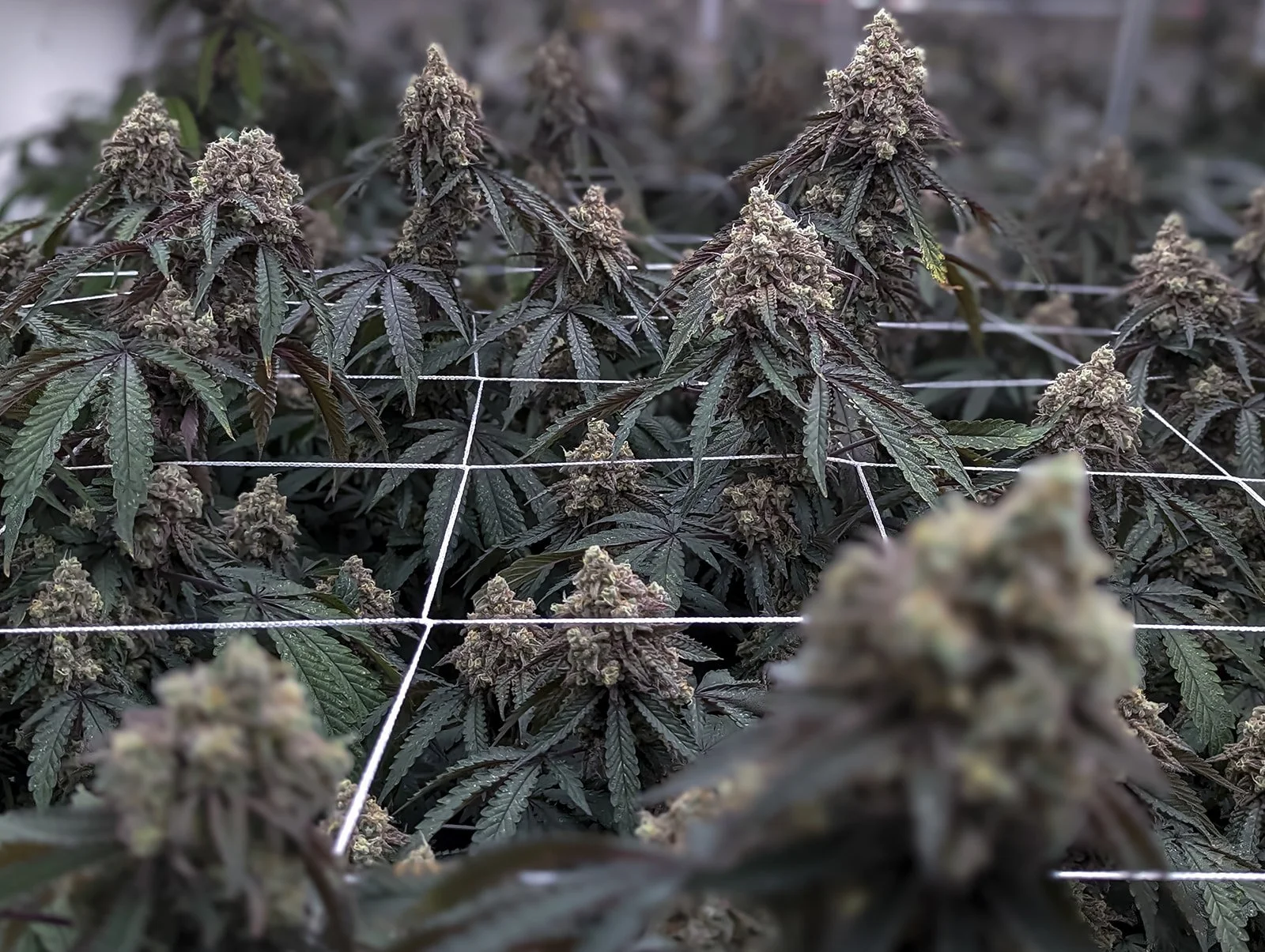 Midwest-Cannabis-Photography-Julie-Mikos-Michigan-54.jpg