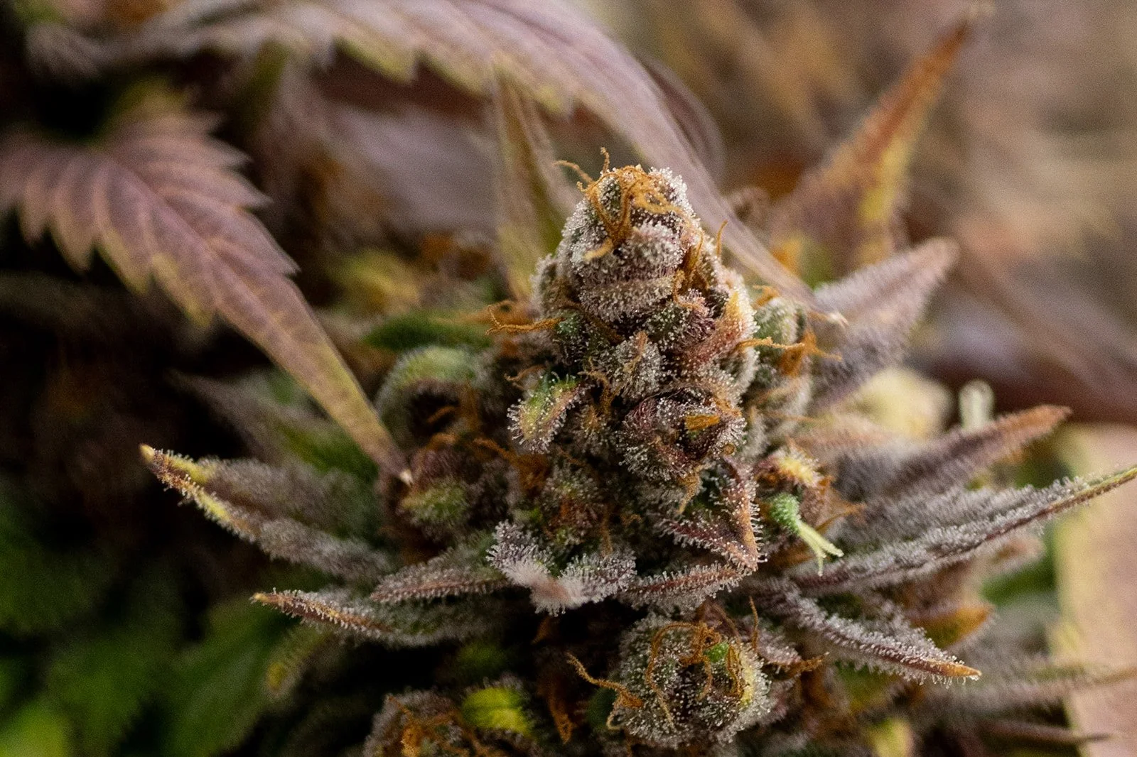 Fine-Art-Cannabis-Photography-Julie-Mikos-West-Michigan-43.jpg