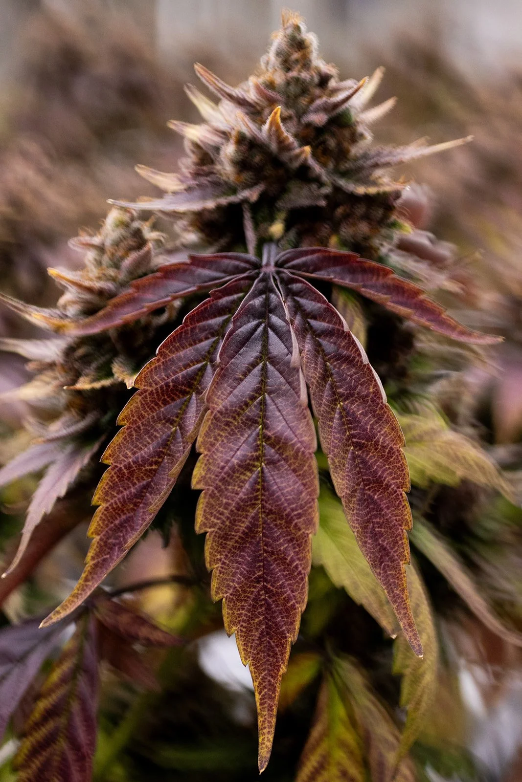 Fine-Art-Cannabis-Photography-Julie-Mikos-West-Michigan-78.jpg