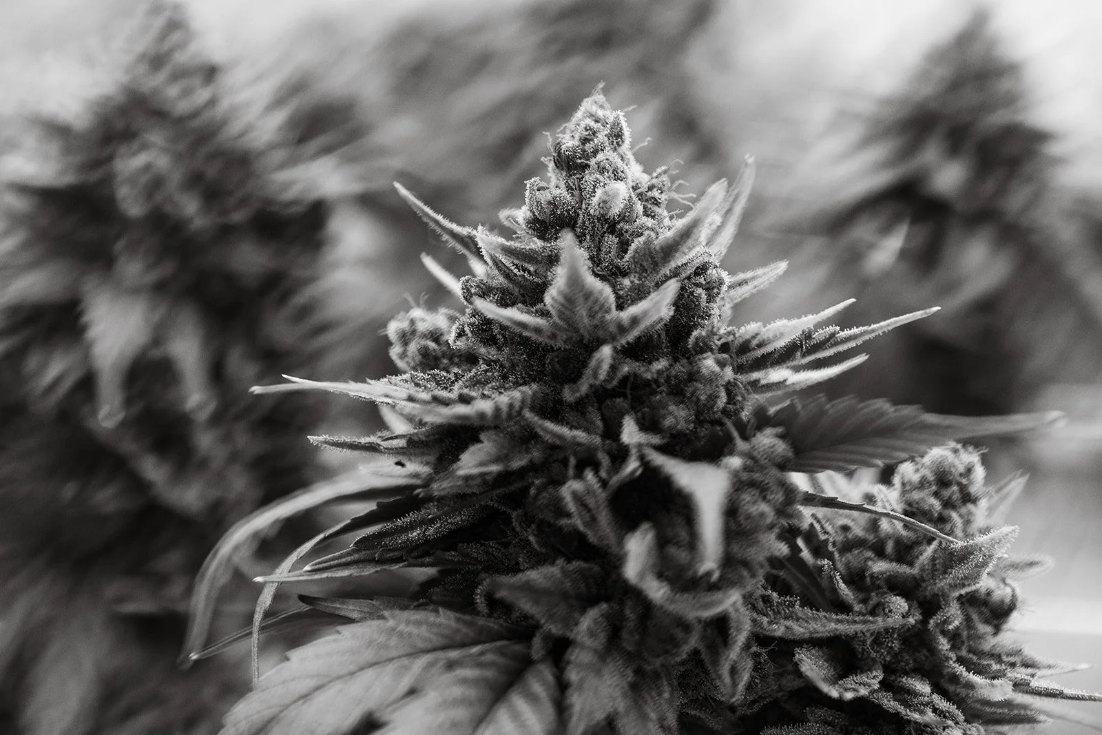 Fine-Art-Cannabis-Photography-Julie-Mikos-West-Michigan-51.jpg