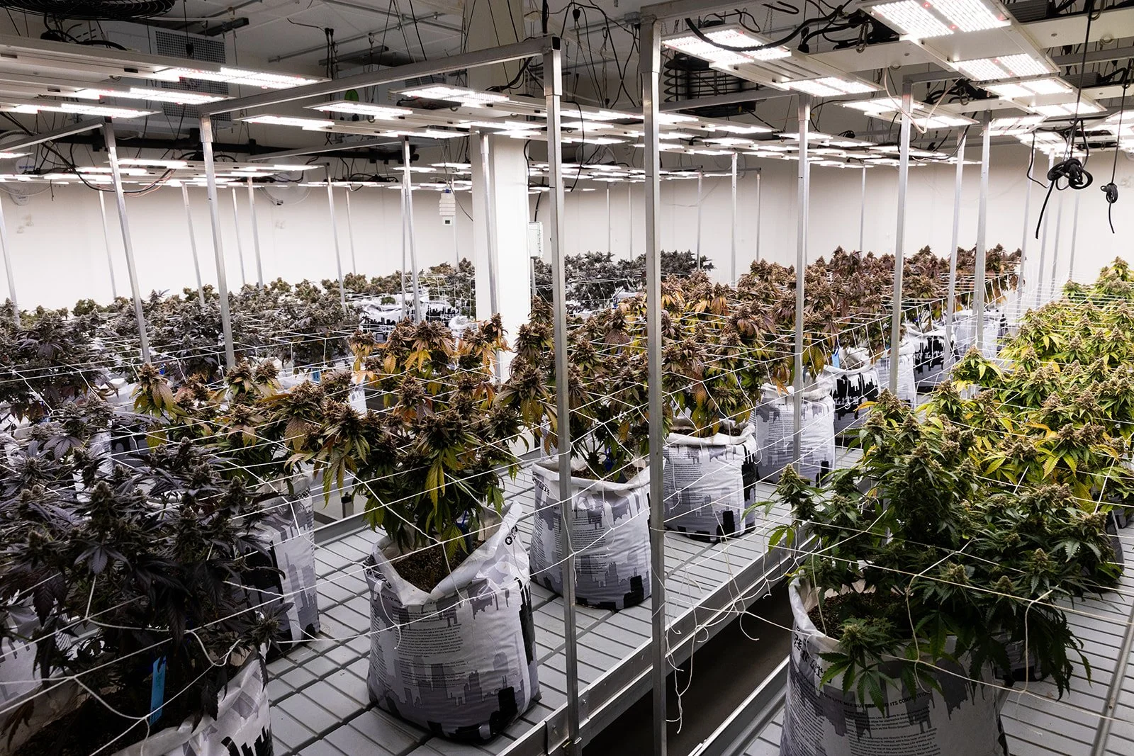 Michigan-Cannabis-Grow-Flower-Photographer-Julie-Mikos-Midwest-104.jpg