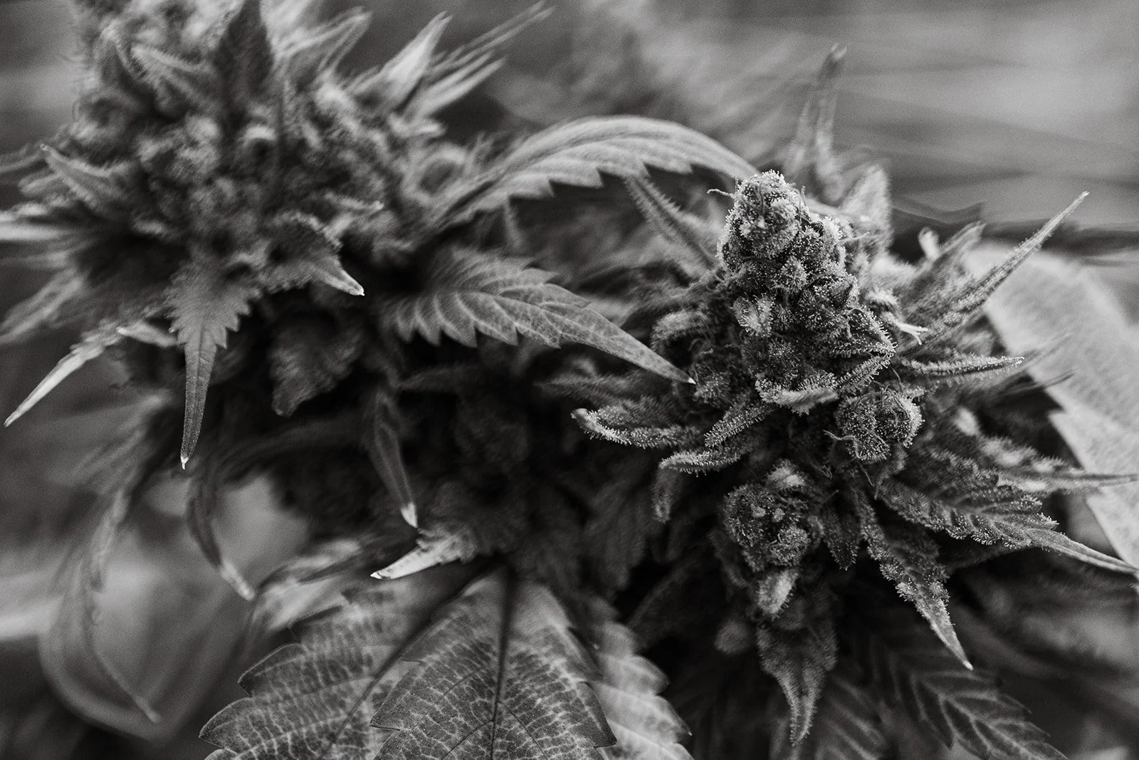 Fine-Art-Cannabis-Photography-Julie-Mikos-West-Michigan-40.jpg