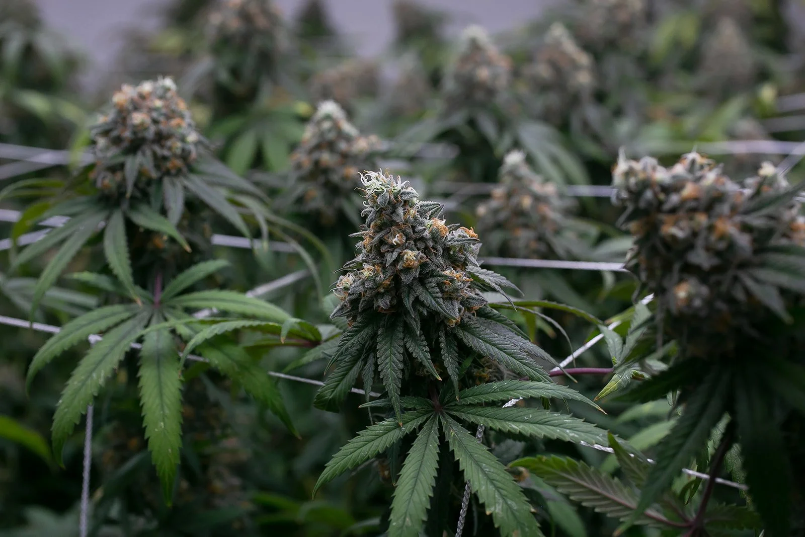 Midwest-Cannabis-Photography-Julie-Mikos-Michigan-18.jpg