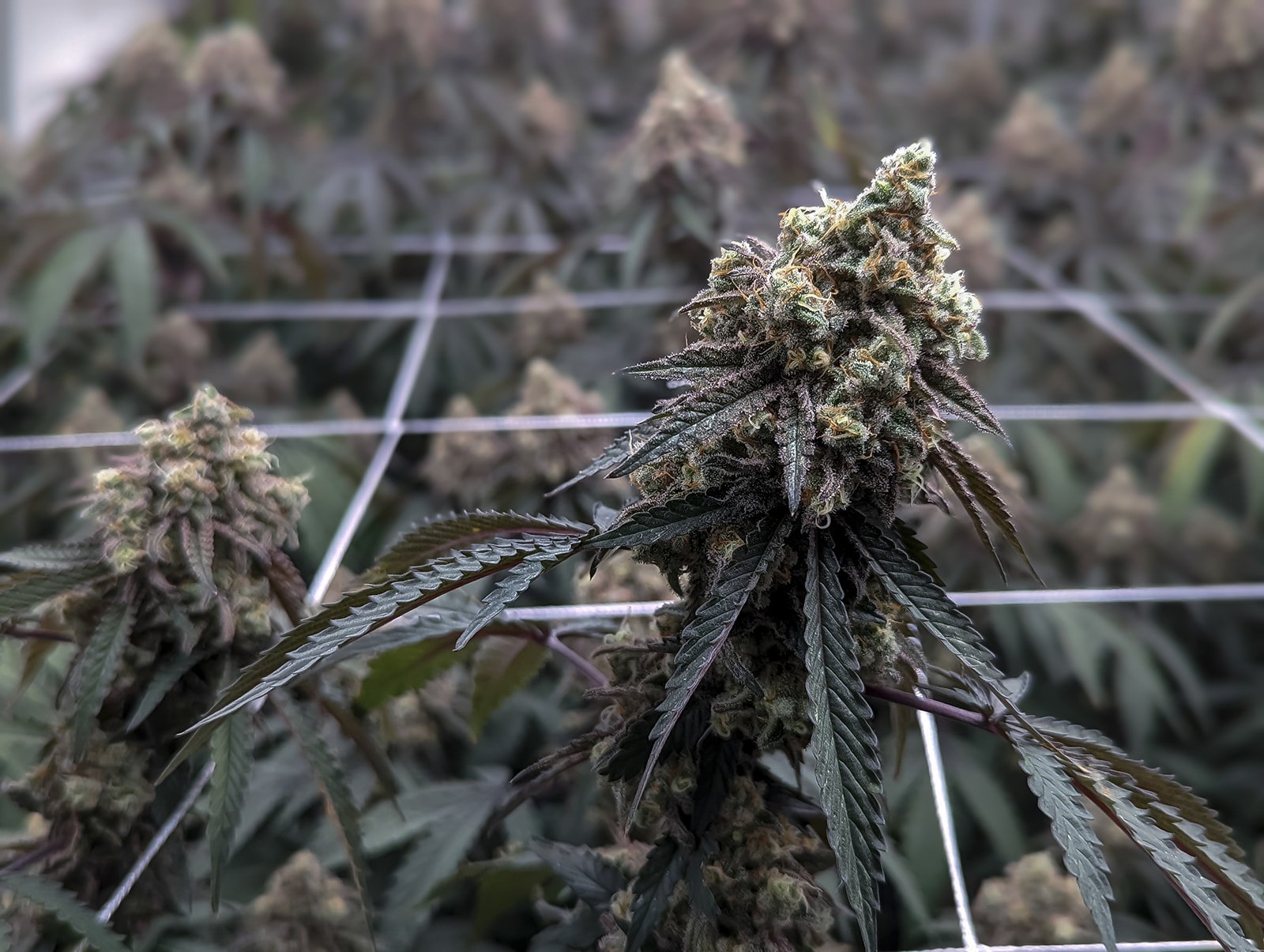 Midwest-Cannabis-Photography-Julie-Mikos-Michigan-51.jpg