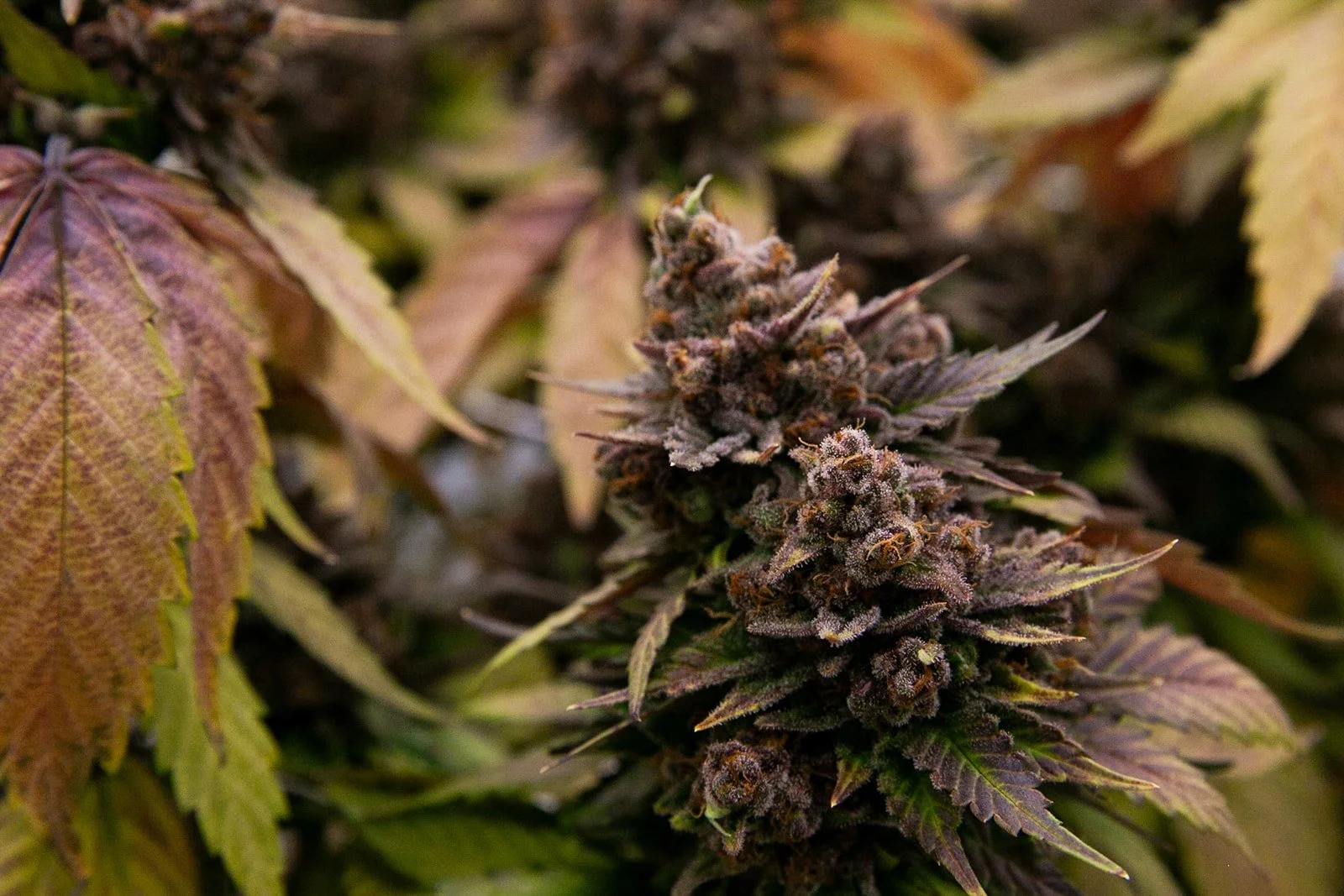 Fine-Art-Cannabis-Photography-Julie-Mikos-West-Michigan-62.jpg
