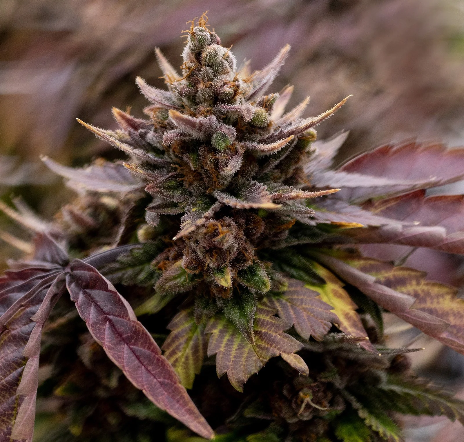Fine-Art-Cannabis-Photography-Julie-Mikos-West-Michigan-73.jpg