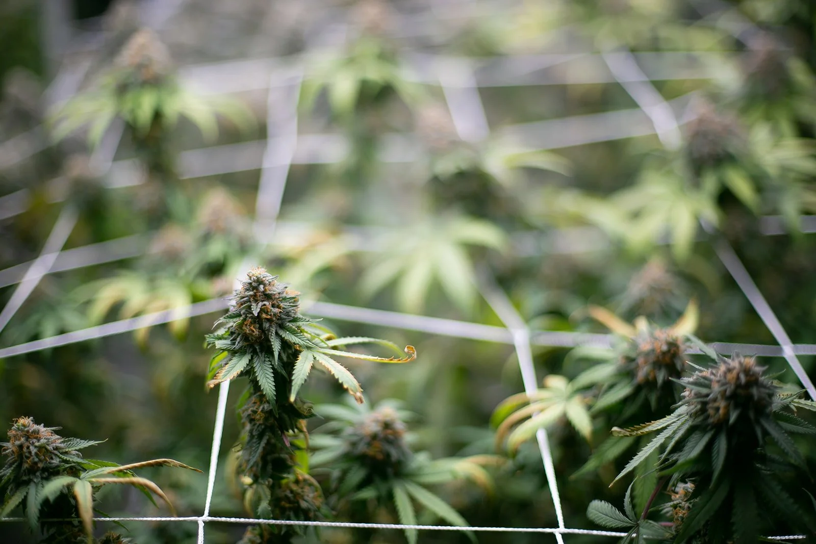 Midwest-Cannabis-Photography-Julie-Mikos-Michigan-35.jpg