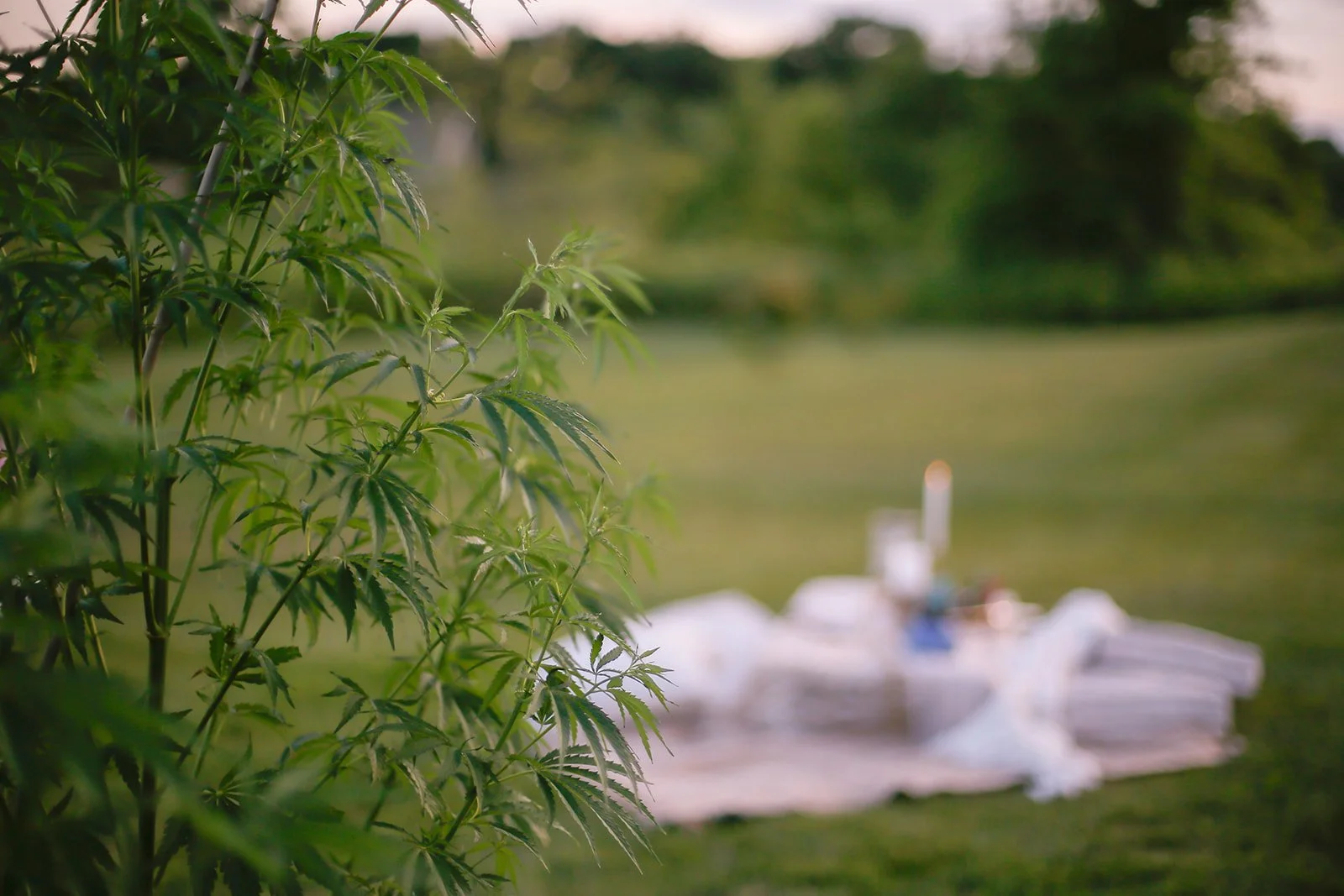 Michigan-Cannabis-Brand-Photographer-Julie-Mikos-Midwest-20.jpg