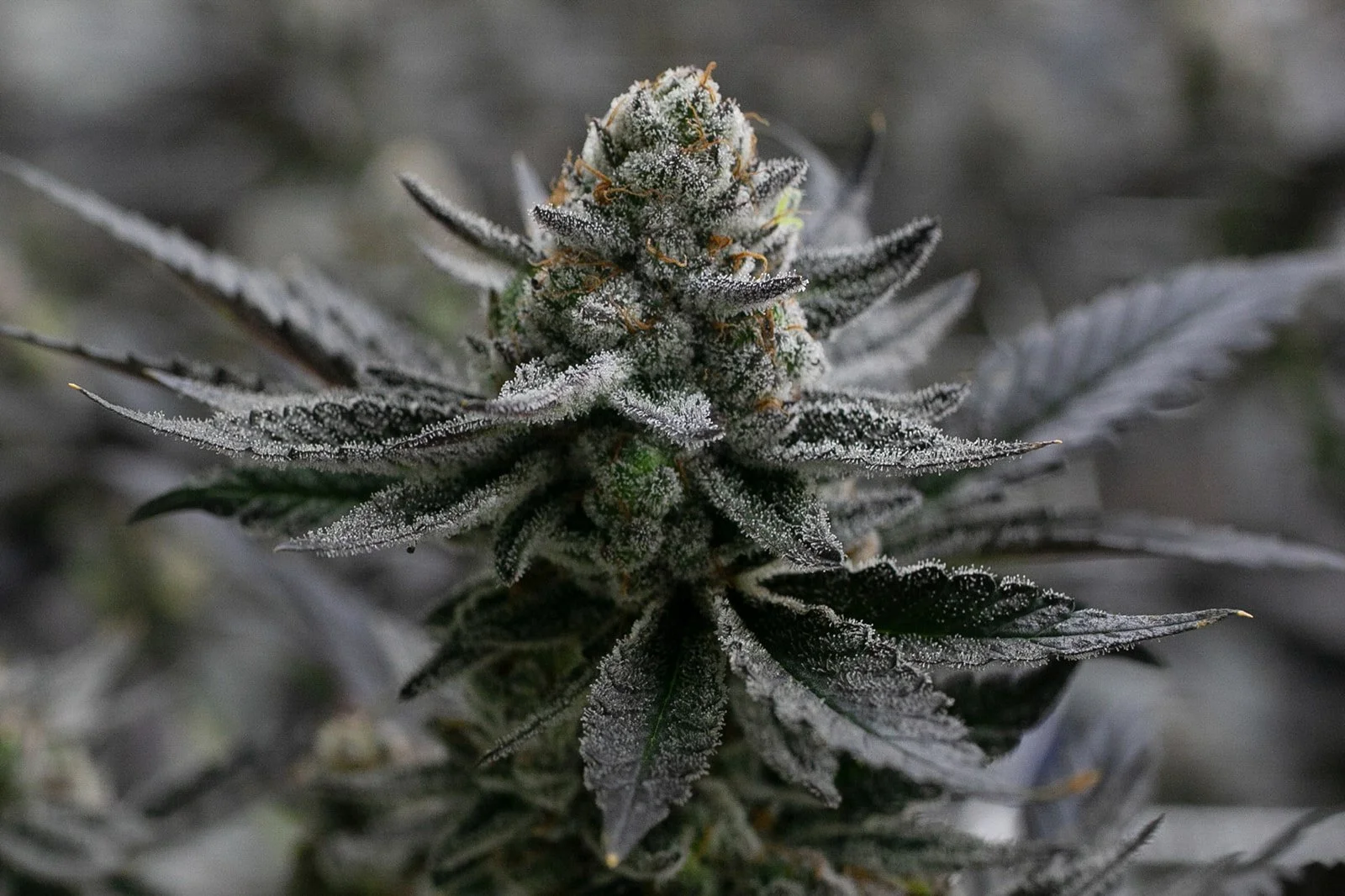 Michigan-Cannabis-Grow-Flower-Photographer-Julie-Mikos-Midwest-13.jpg