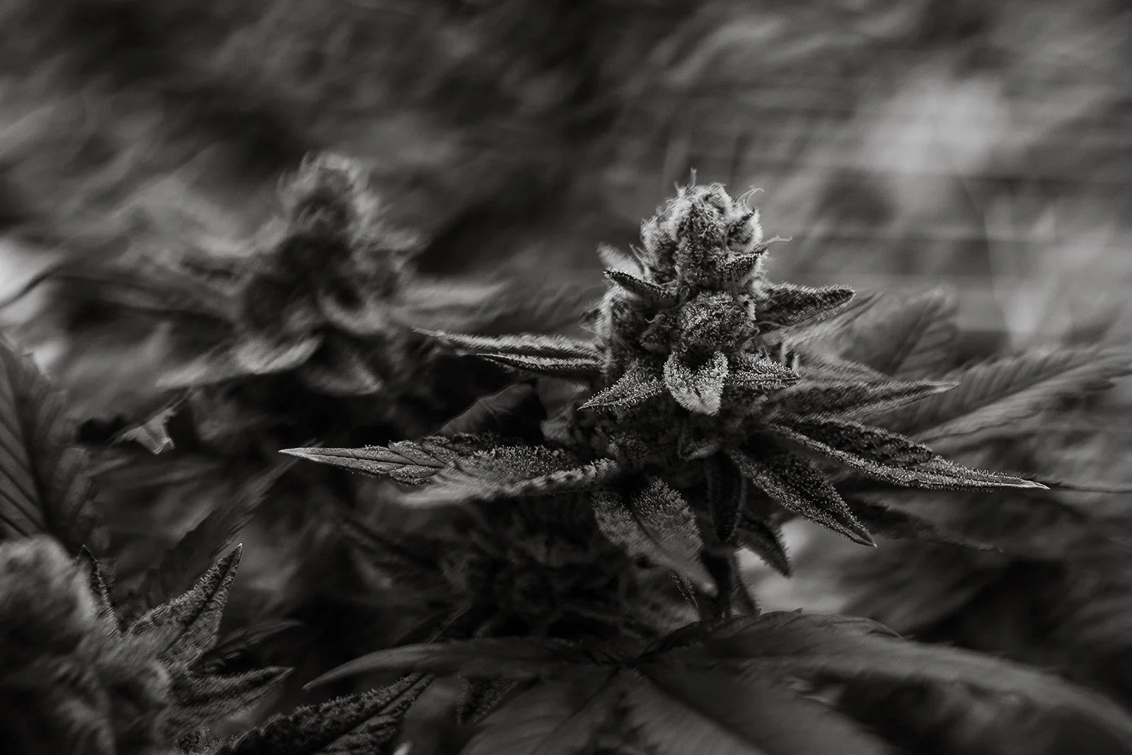 Fine-Art-Cannabis-Photography-Julie-Mikos-West-Michigan-21.jpg