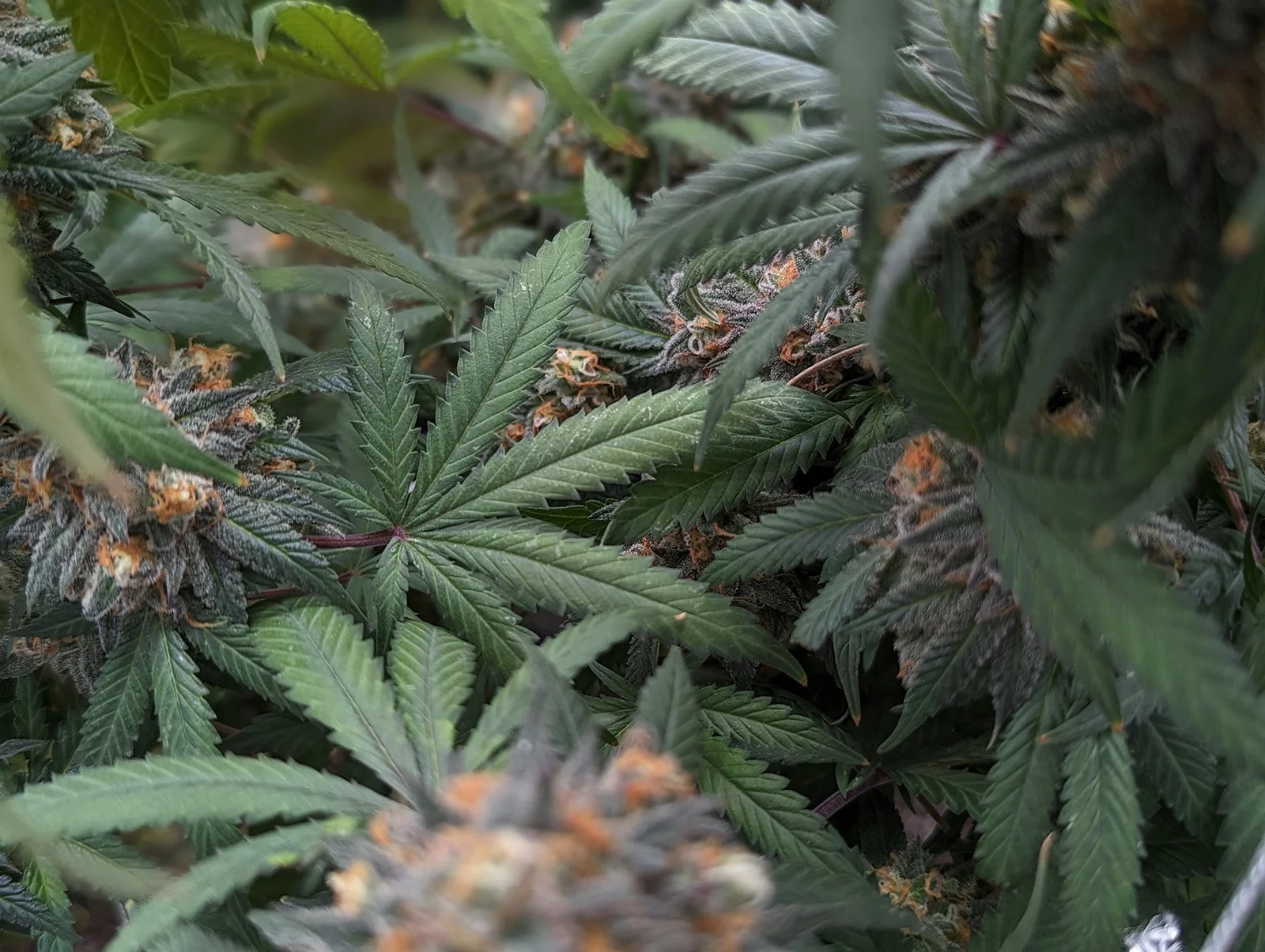 Midwest-Cannabis-Grow-Photography-Julie-Mikos-Michigan-9.jpg