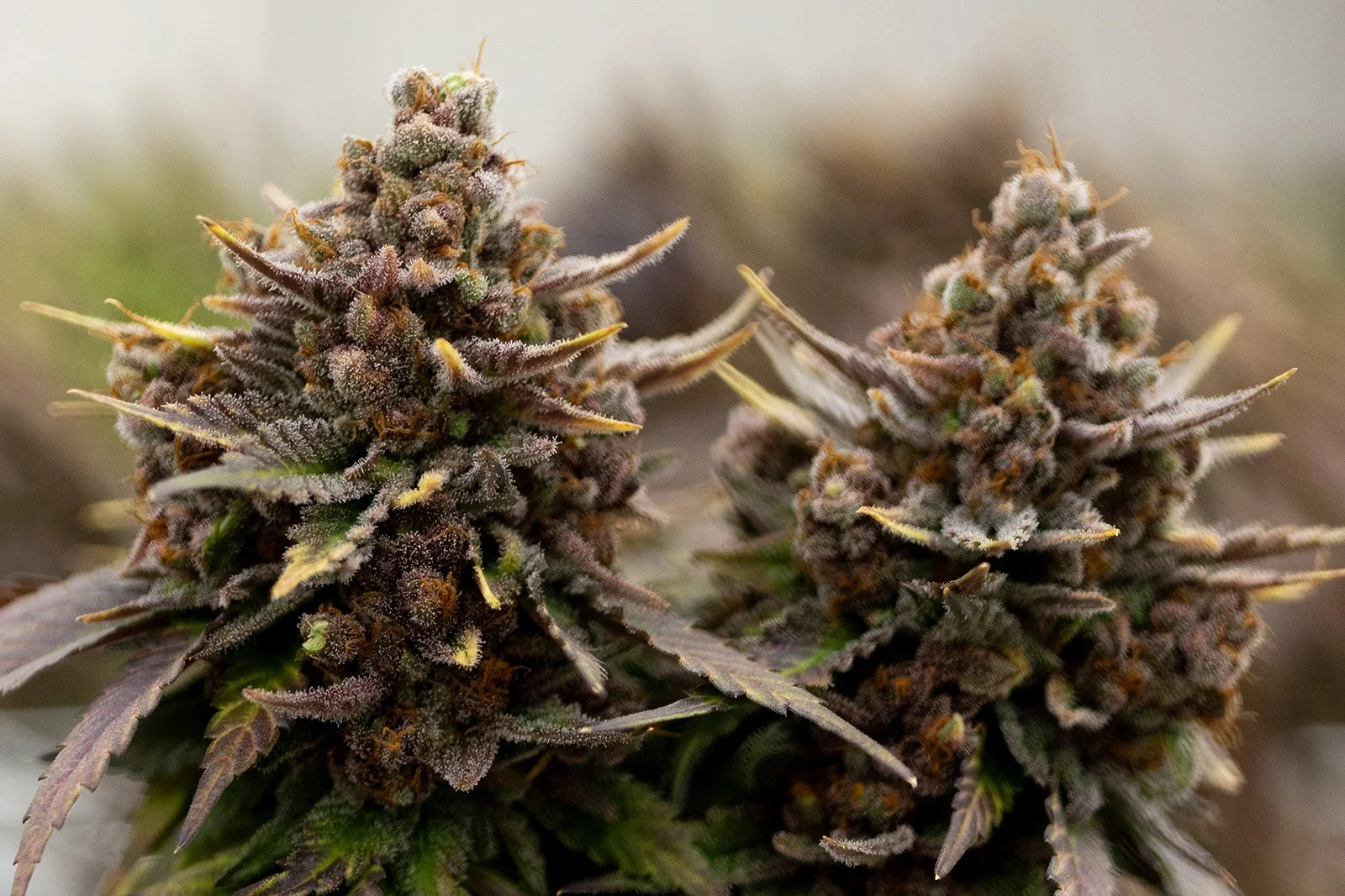 Fine-Art-Cannabis-Photography-Julie-Mikos-West-Michigan-42.jpg