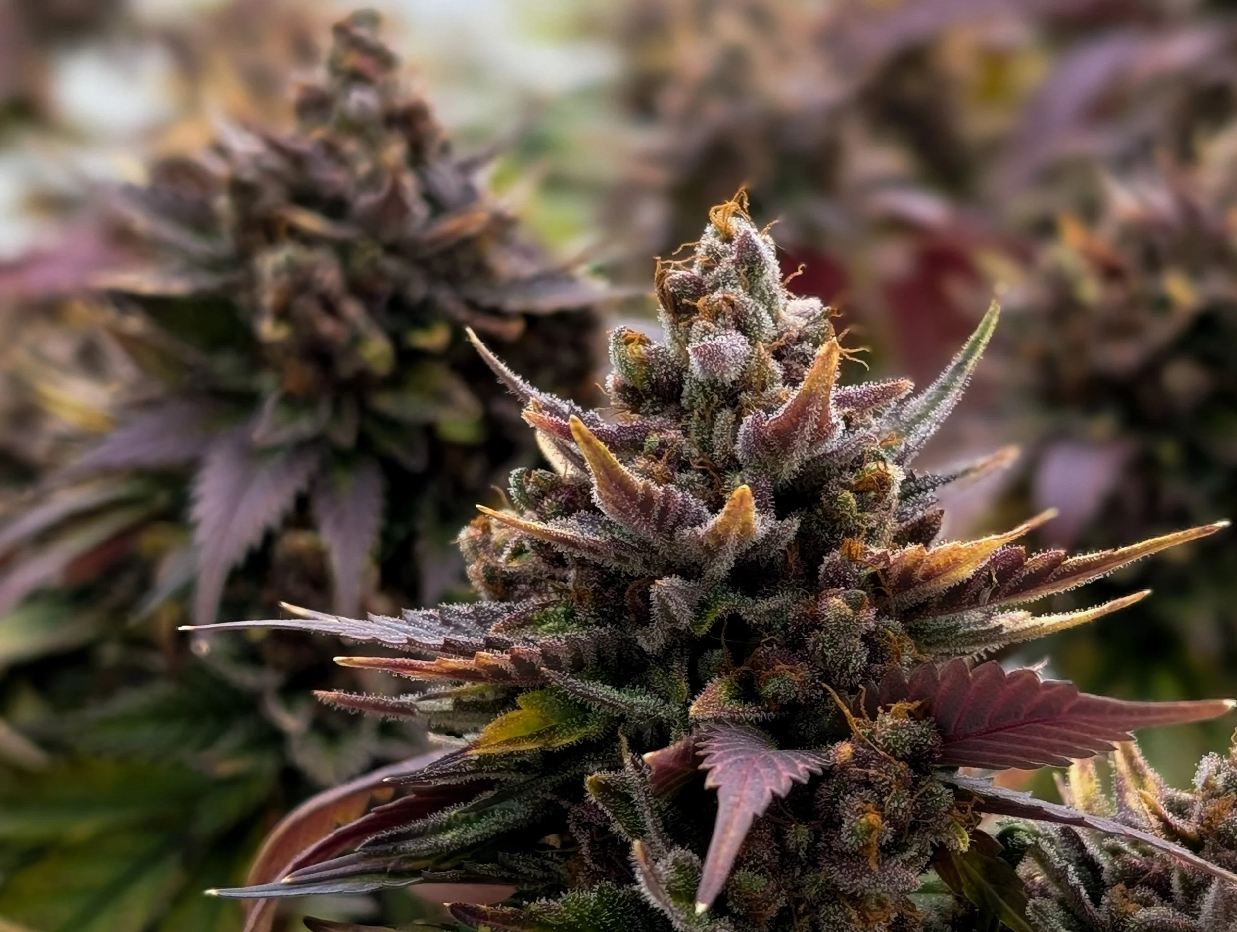 Fine-Art-Cannabis-Photography-Julie-Mikos-West-Michigan-91.jpg