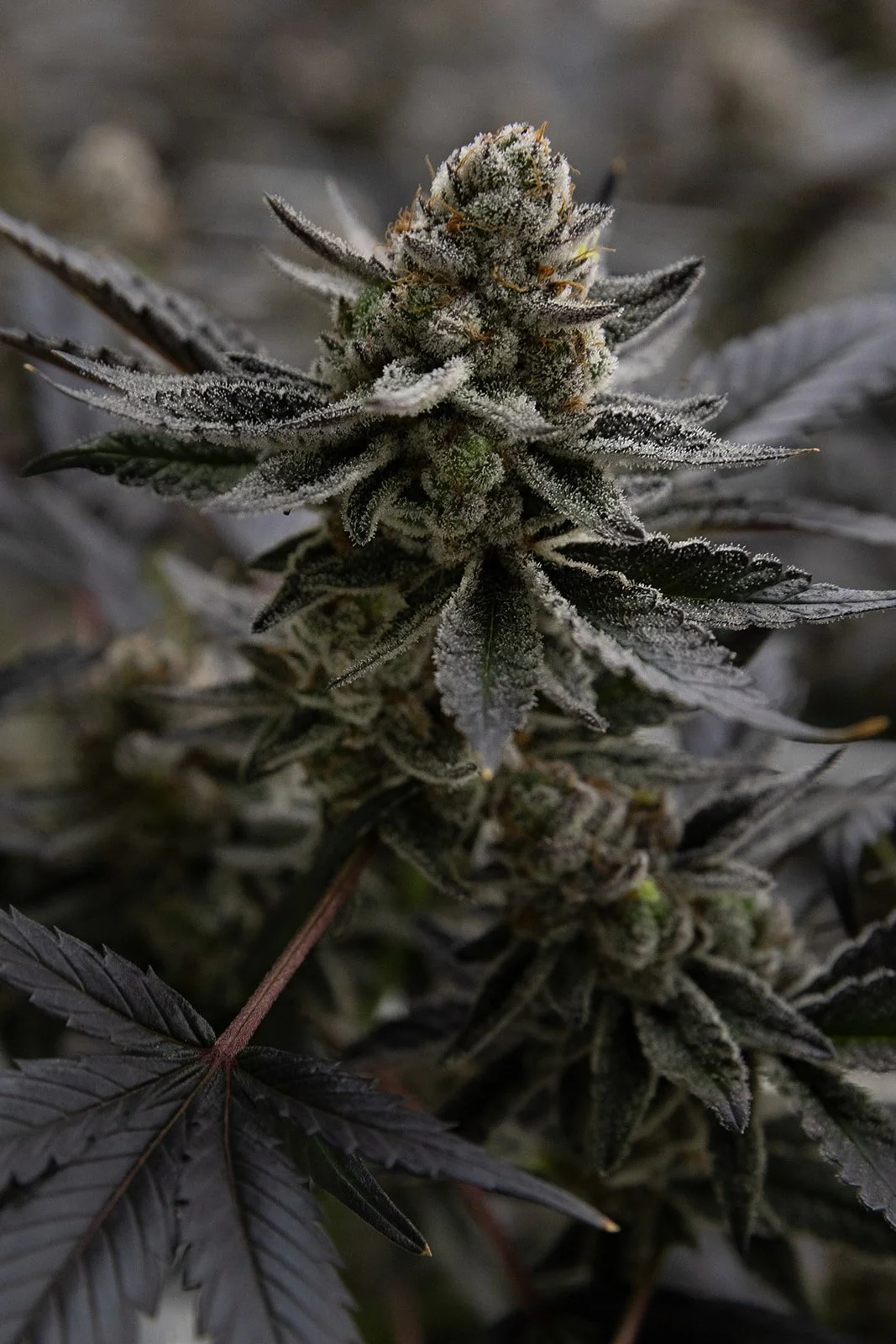 Michigan-Cannabis-Grow-Flower-Photographer-Julie-Mikos-Midwest-16.jpg