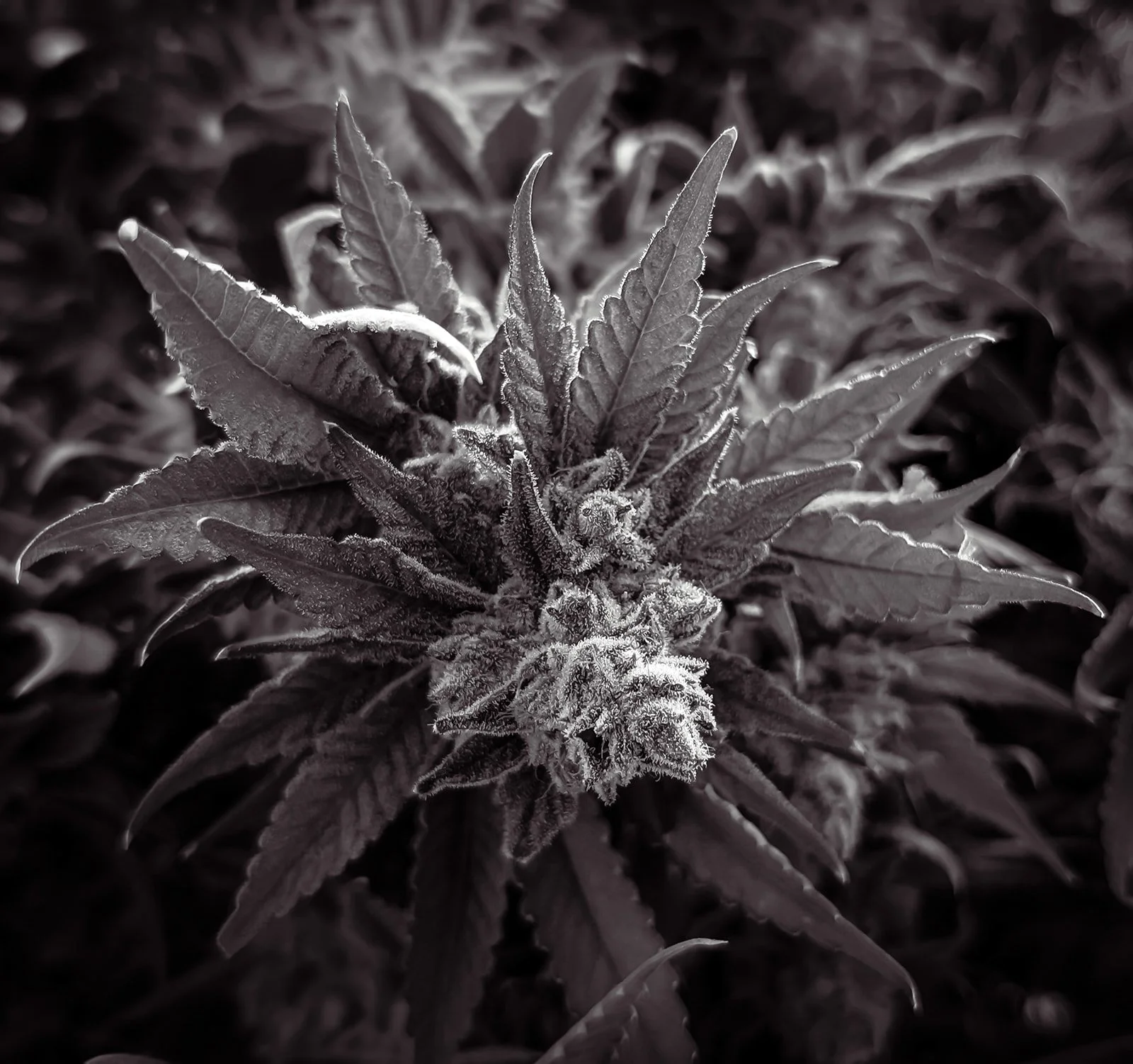 Fine-Art-Cannabis-Flower-Photography-Julie-Mikos-West-Michigan-11.jpg