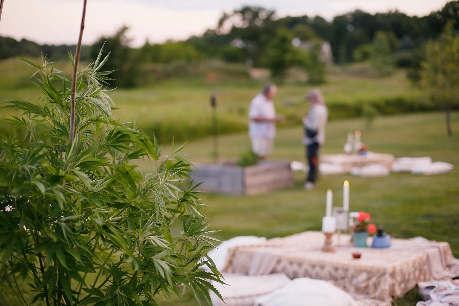 Michigan-Cannabis-Brand-Photographer-Julie-Mikos-Midwest-24.jpg