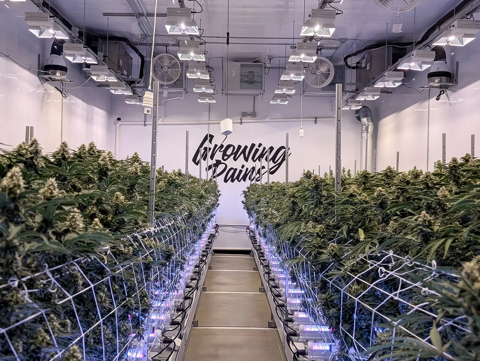 Michigan-Cannabis-Grow-Tour-Photographer-Julie-Mikos-Growing-Pains-Brand-27.jpg