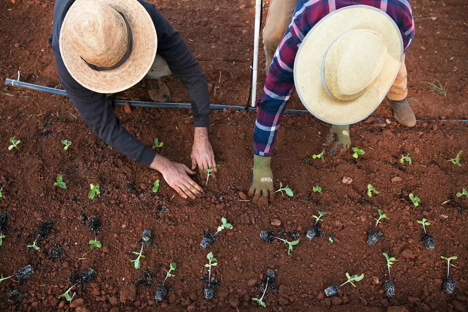 Two people wearing wide-brimmed hats planting seedlings in red soil, with small plants arranged in rows.