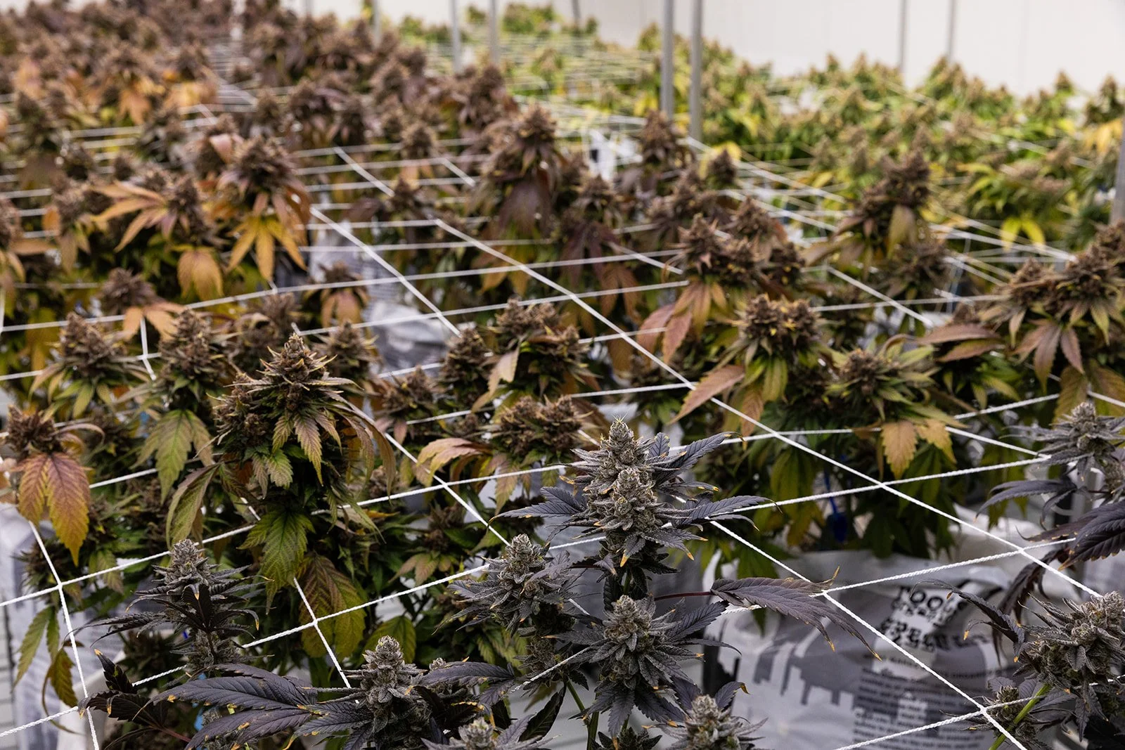 Michigan-Cannabis-Grow-Flower-Photographer-Julie-Mikos-Midwest-106.jpg