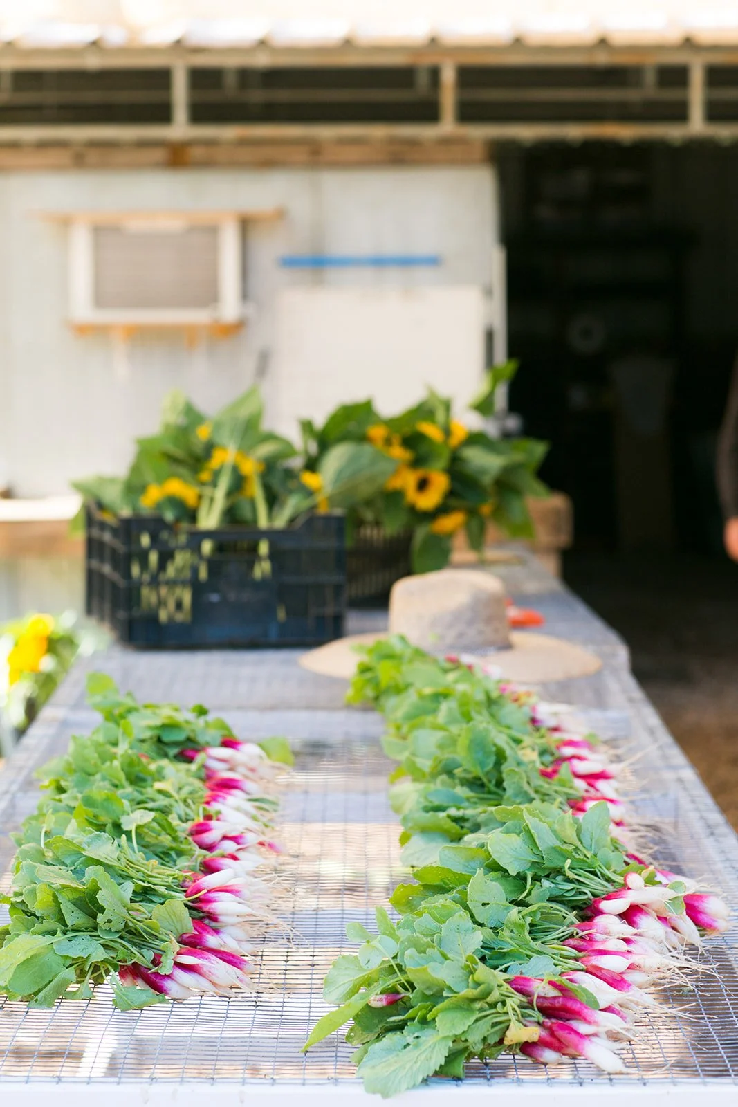 Lifestyle-Brand-Editorial-Farm-Photography-Julie-Mikos-Midwest-West-Michigan-226.jpg