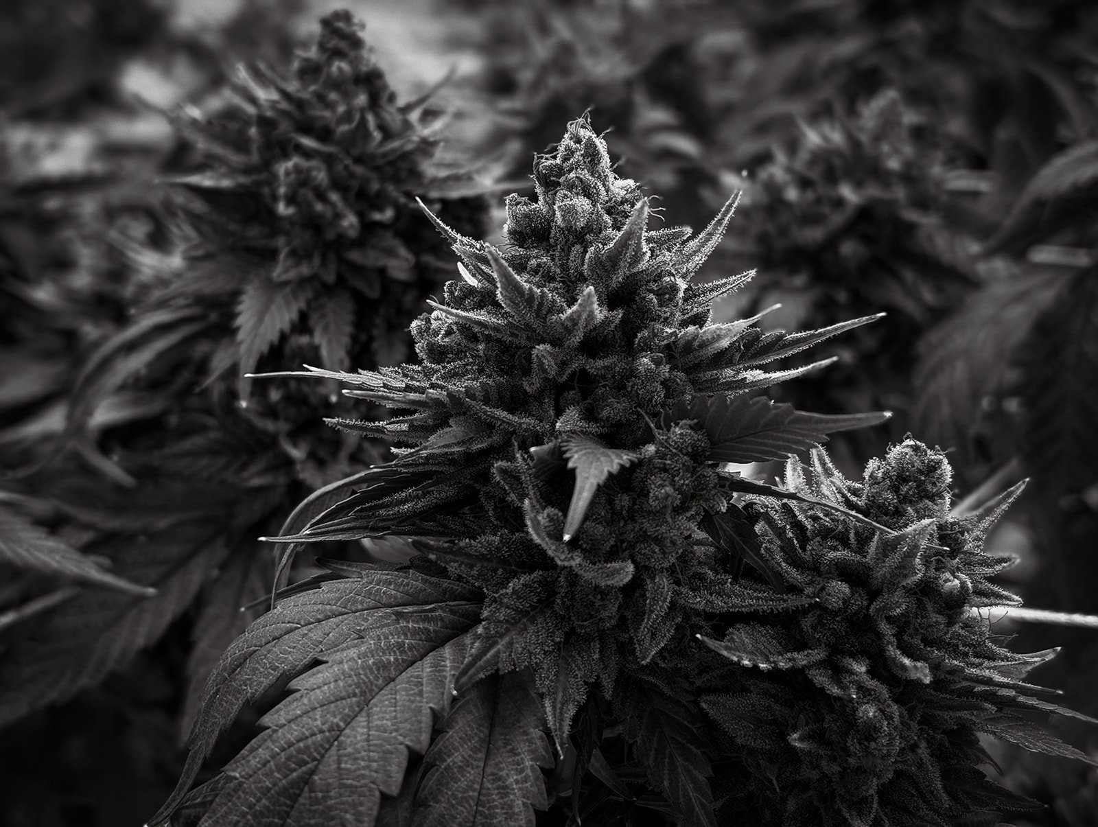 Fine-Art-Cannabis-Photography-Julie-Mikos-West-Michigan-95.jpg