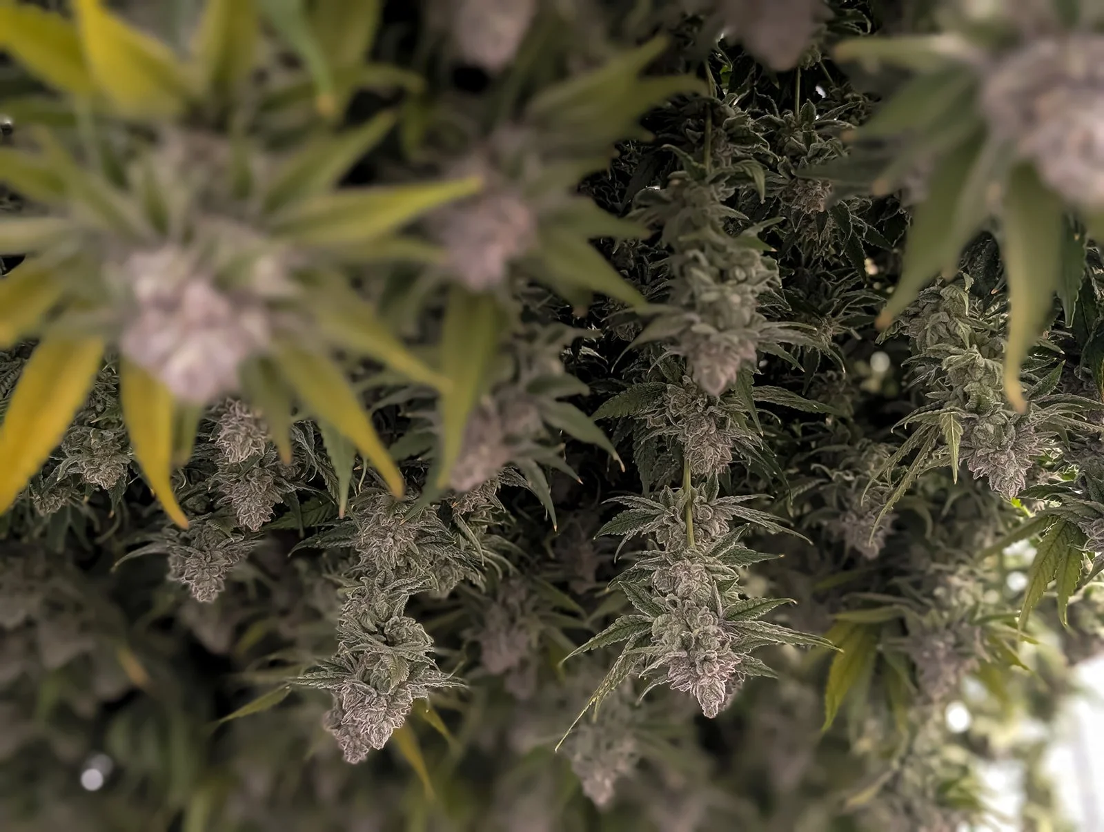 Fine-Art-Cannabis-Flower-Photography-Julie-Mikos-West-Michigan-19.jpg