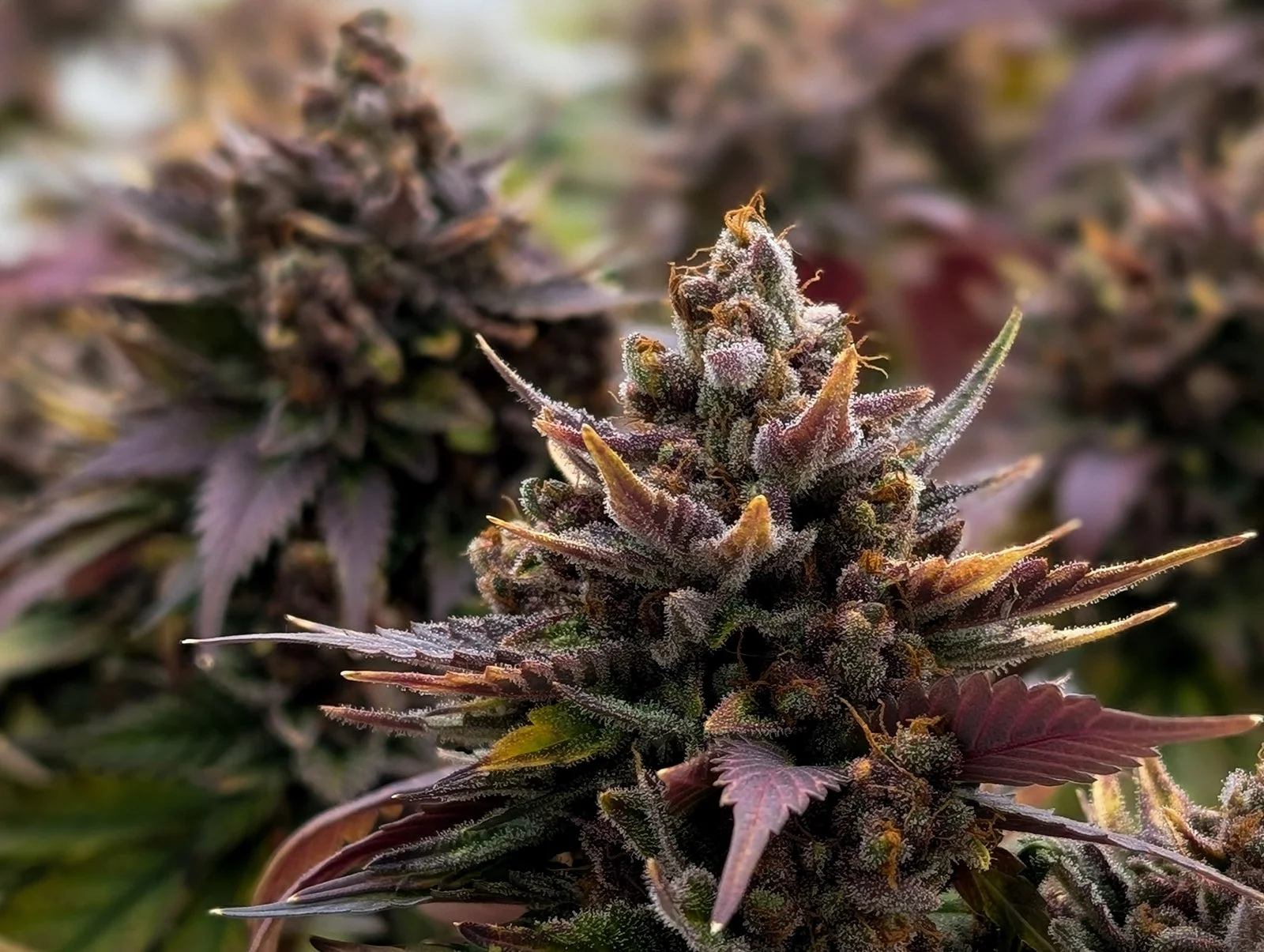 Fine-Art-Cannabis-Photography-Julie-Mikos-West-Michigan-91.jpg