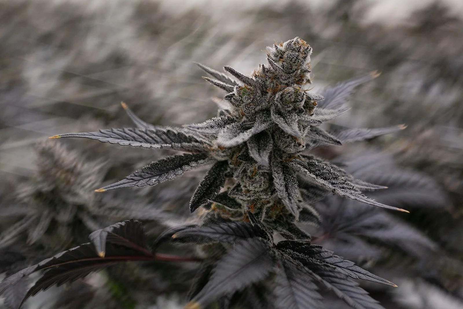 Michigan-Cannabis-Grow-Flower-Photographer-Julie-Mikos-Midwest-38.jpg