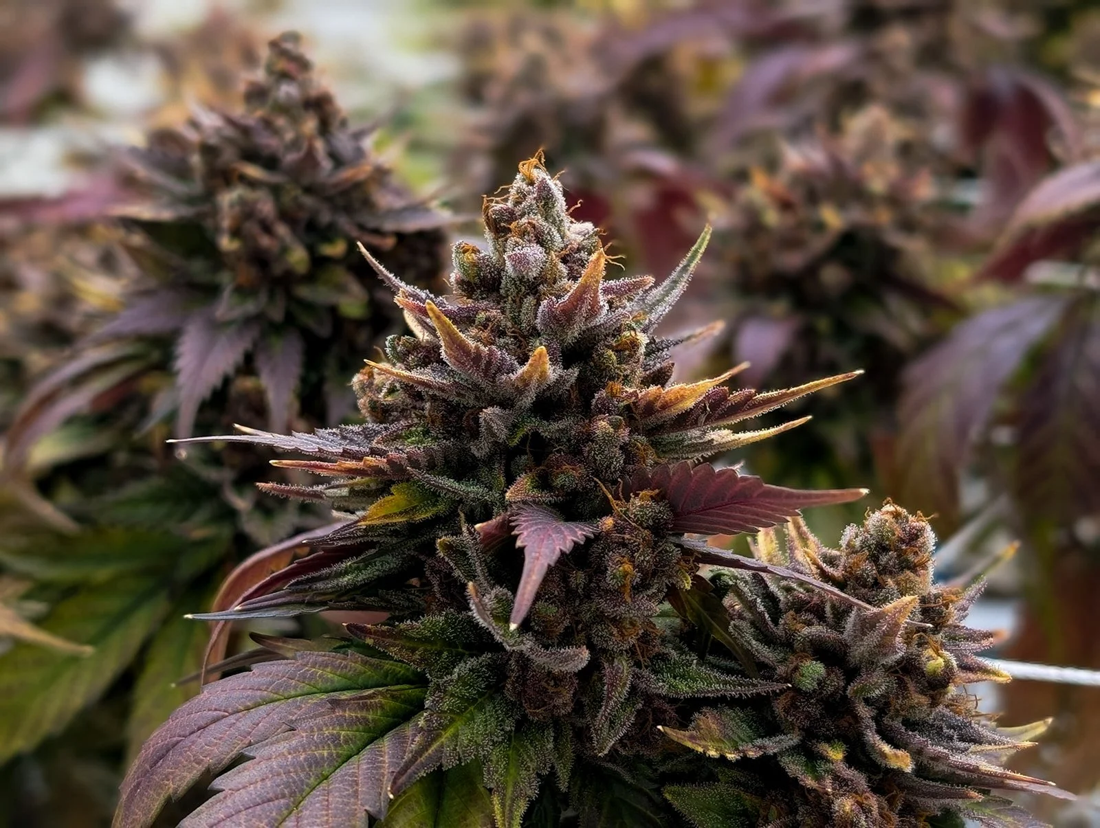 Fine-Art-Cannabis-Photography-Julie-Mikos-West-Michigan-94.jpg