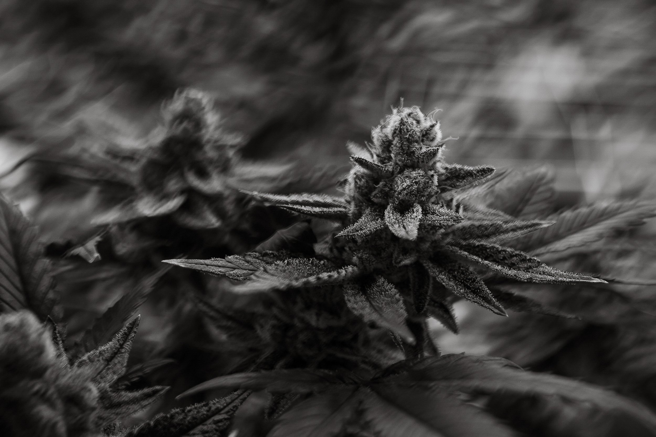 Fine-Art-Cannabis-Photography-Julie-Mikos-West-Michigan-21.jpg