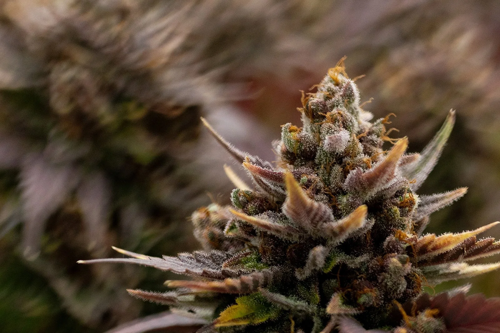 Close-up of a flowering cannabis plant, showing buds covered in trichomes and orange pistils.