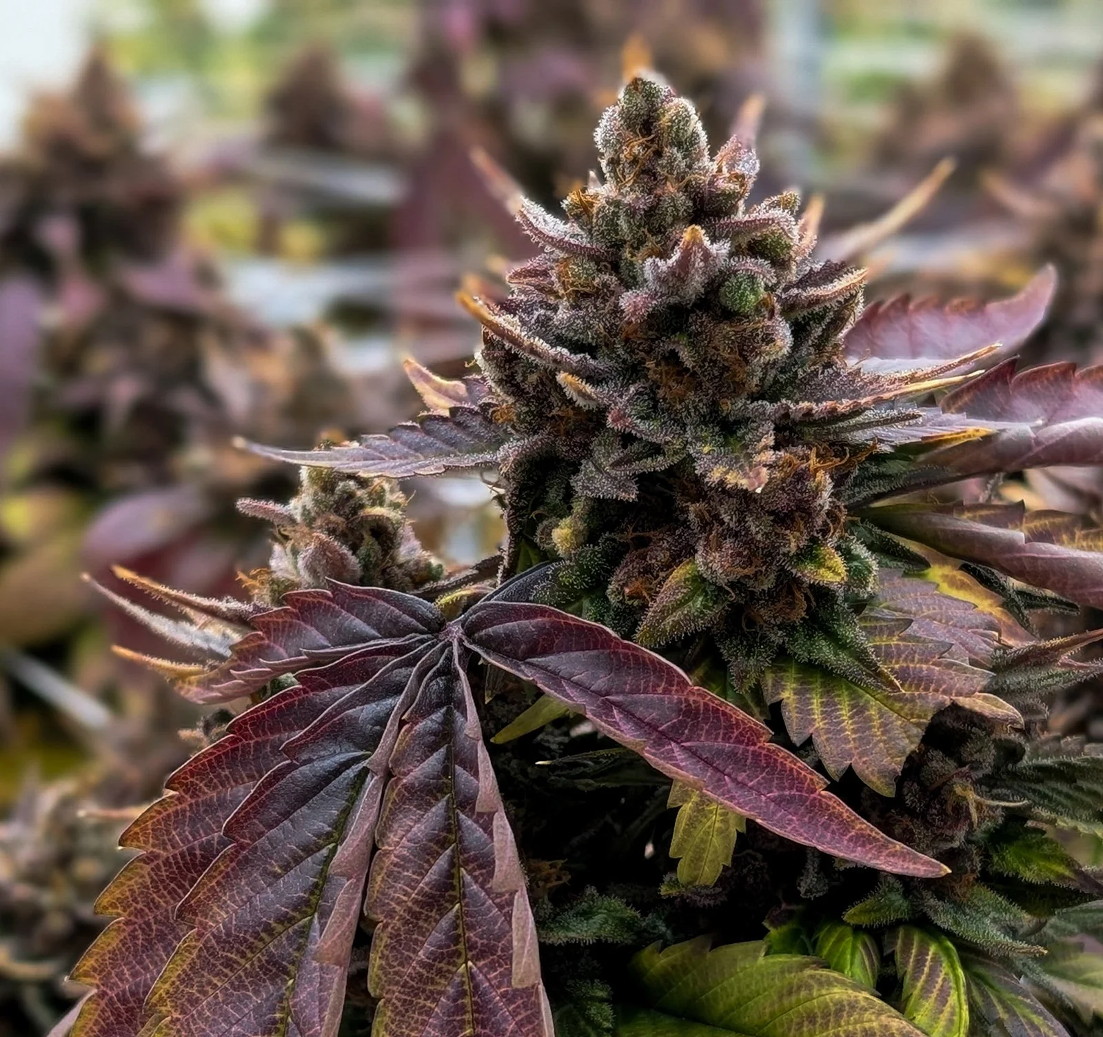 Fine-Art-Cannabis-Photography-Julie-Mikos-West-Michigan-90_websize.jpg