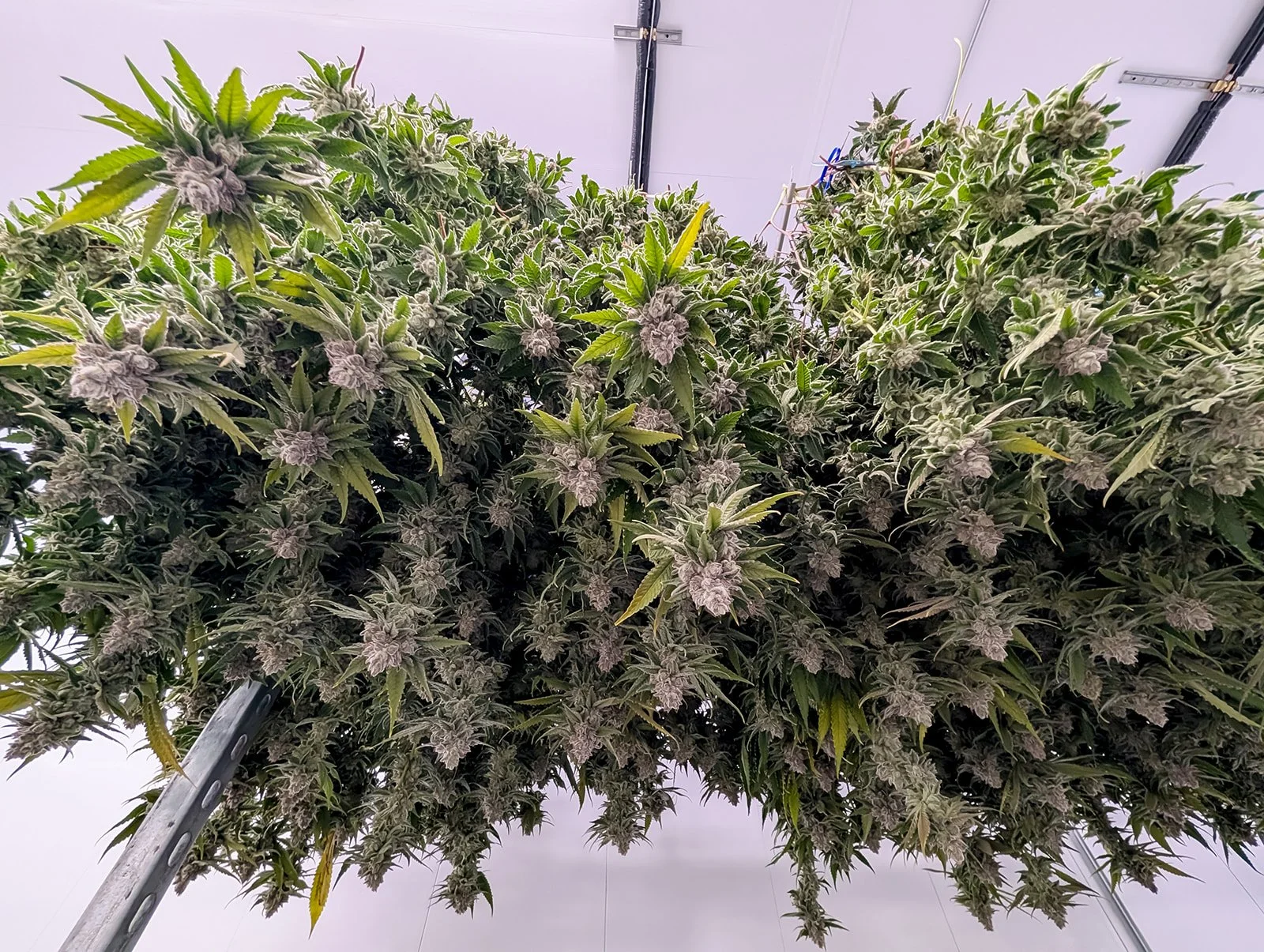 Michigan-Cannabis-Grow-Tour-Photographer-Julie-Mikos-Growing-Pains-Brand-12.jpg