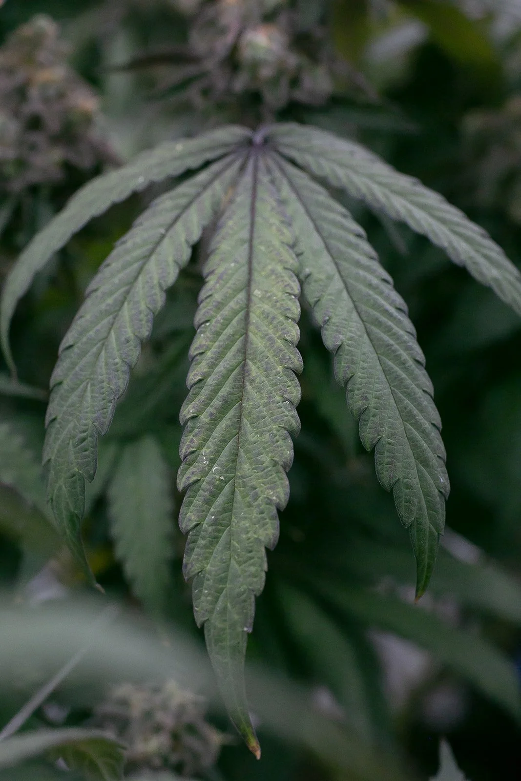 Midwest-Cannabis-Photography-Julie-Mikos-Michigan-26_websize.jpg
