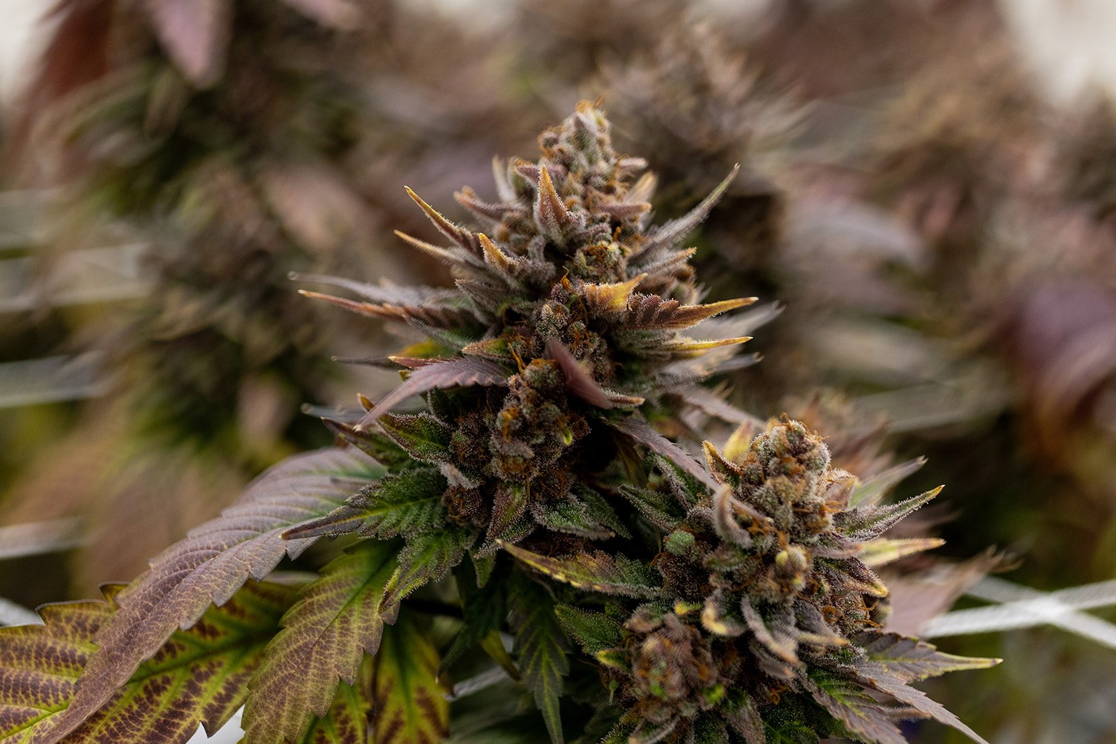 Fine-Art-Cannabis-Photography-Julie-Mikos-West-Michigan-47.jpg
