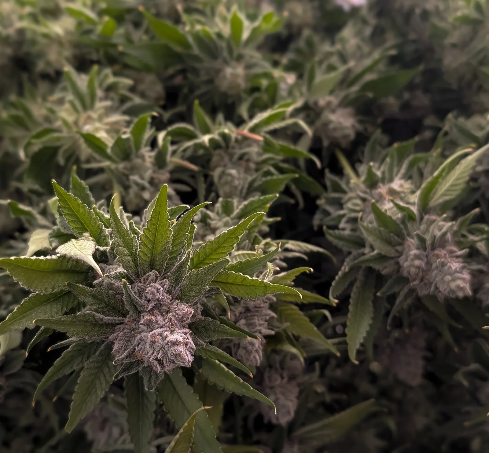 Fine-Art-Cannabis-Flower-Photography-Julie-Mikos-West-Michigan-6.jpg