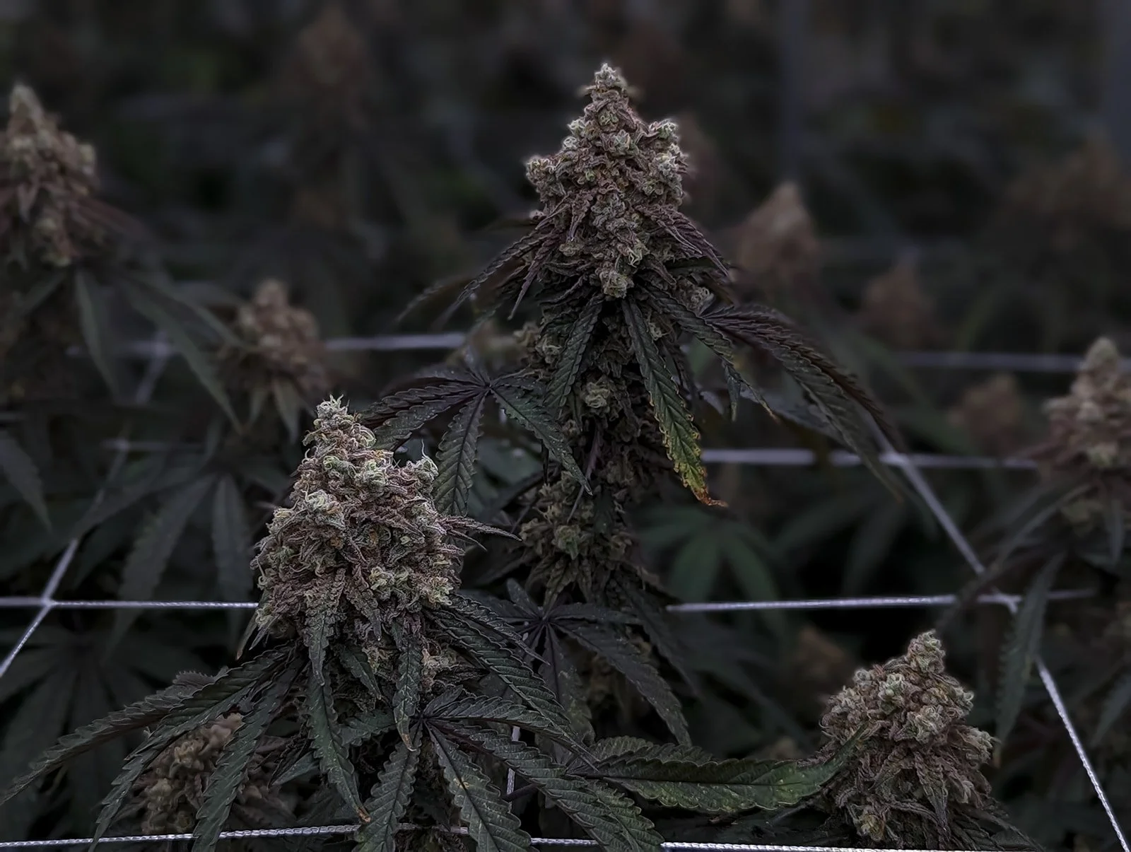 Midwest-Cannabis-Photography-Julie-Mikos-Michigan-60.jpg