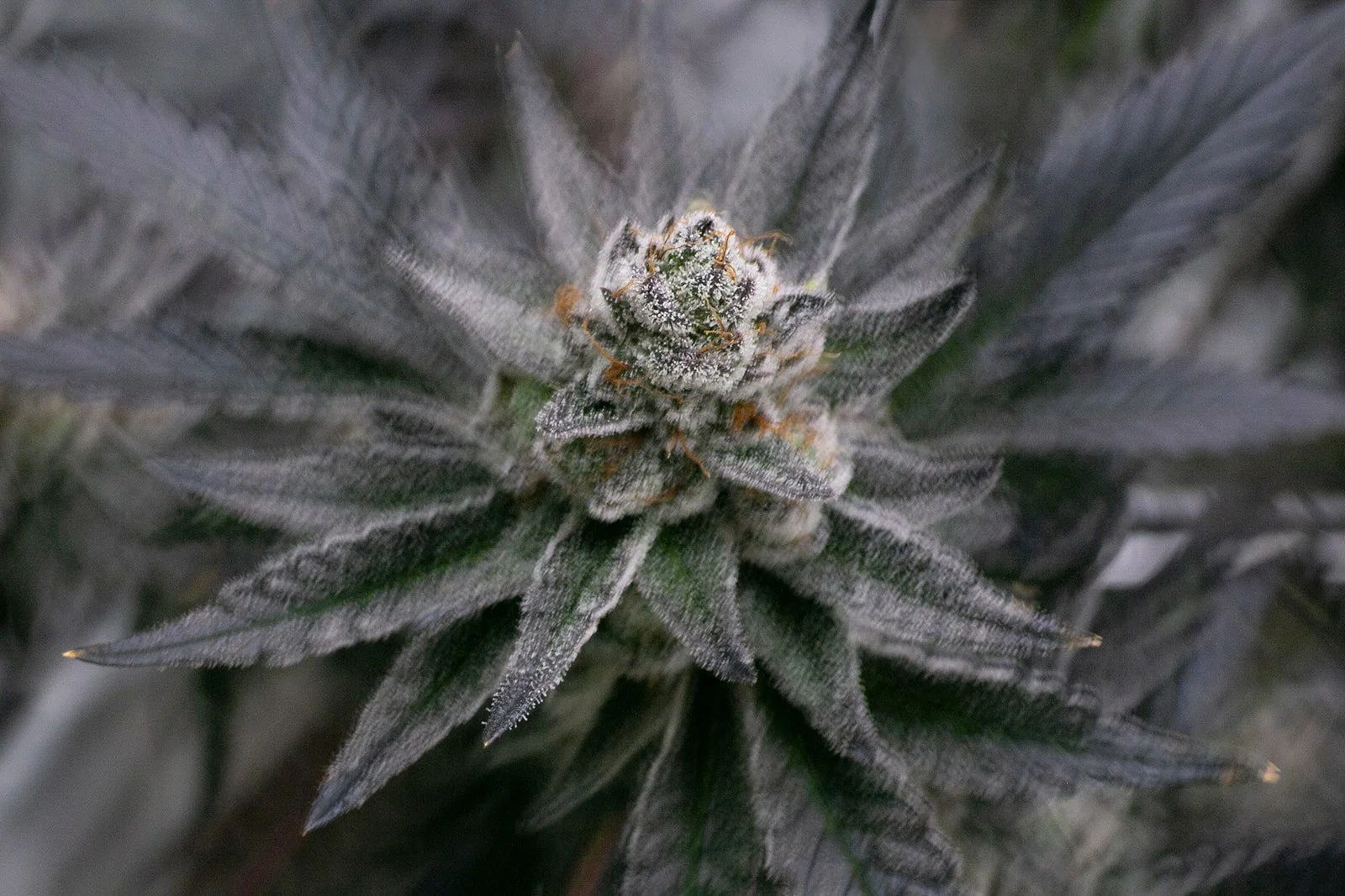 Fine-Art-Cannabis-Photography-Julie-Mikos-West-Michigan-19.jpg
