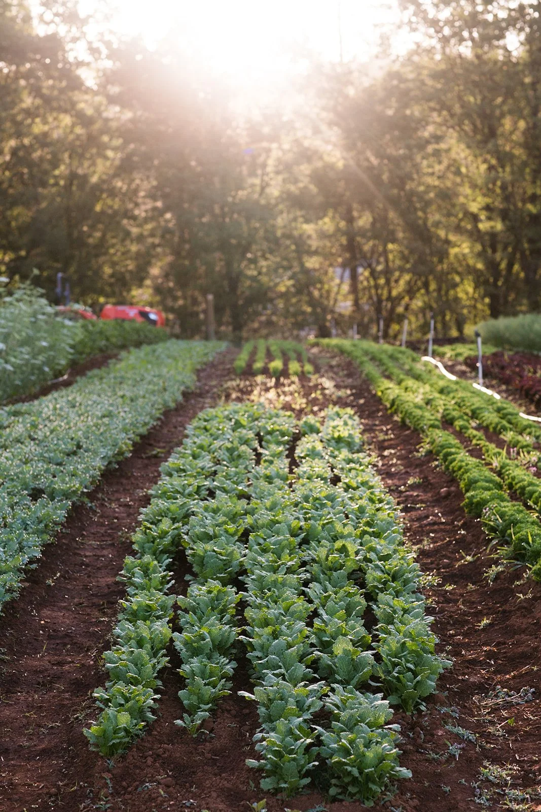 Lifestyle-Brand-Editorial-Farm-Photography-Julie-Mikos-Midwest-West-Michigan-244.jpg