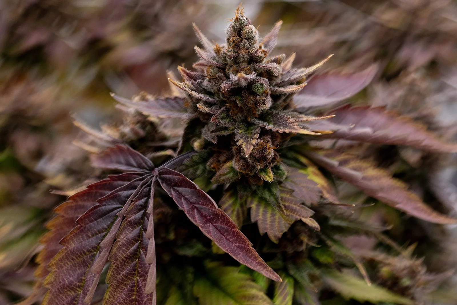 Fine-Art-Cannabis-Photography-Julie-Mikos-West-Michigan-75.jpg